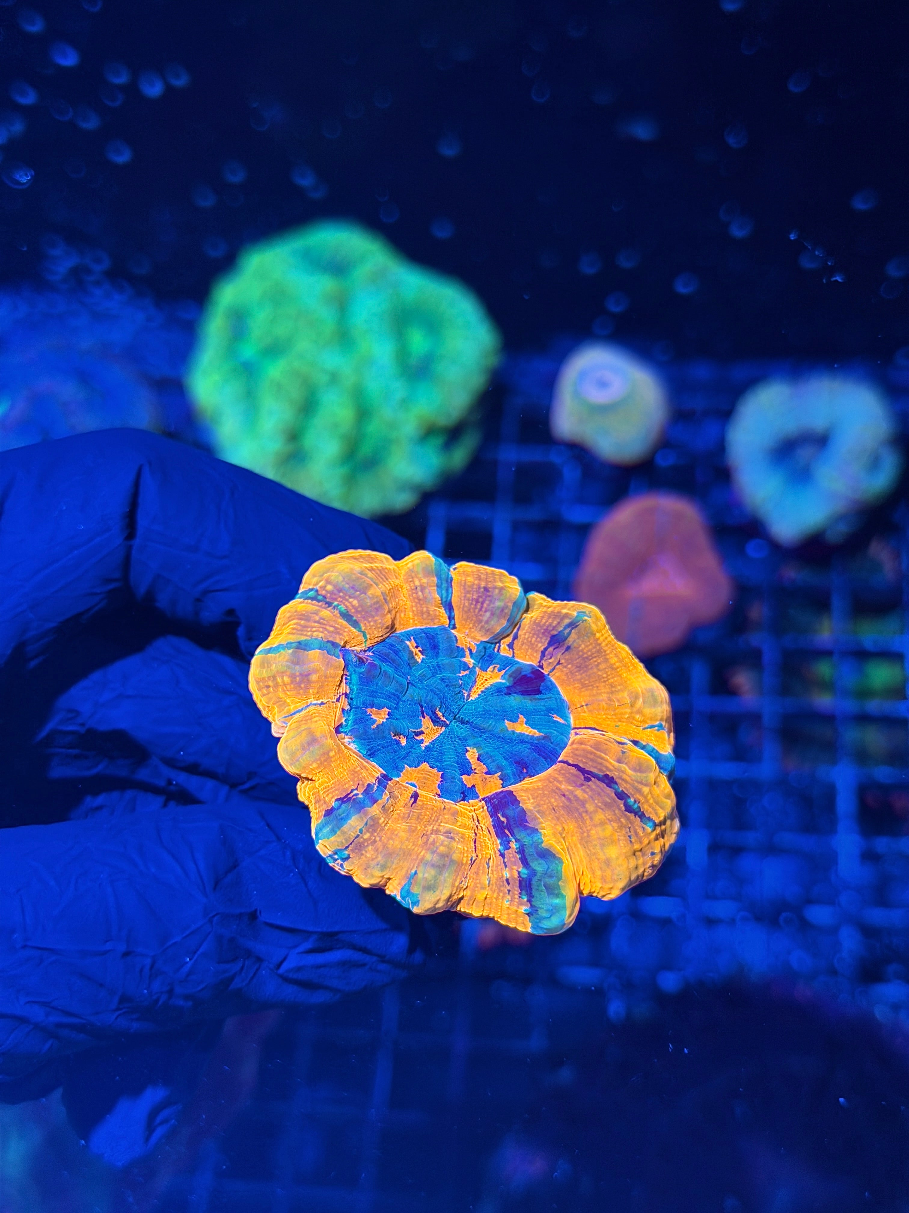Bright Striped Acanthophyllia Meat Coral