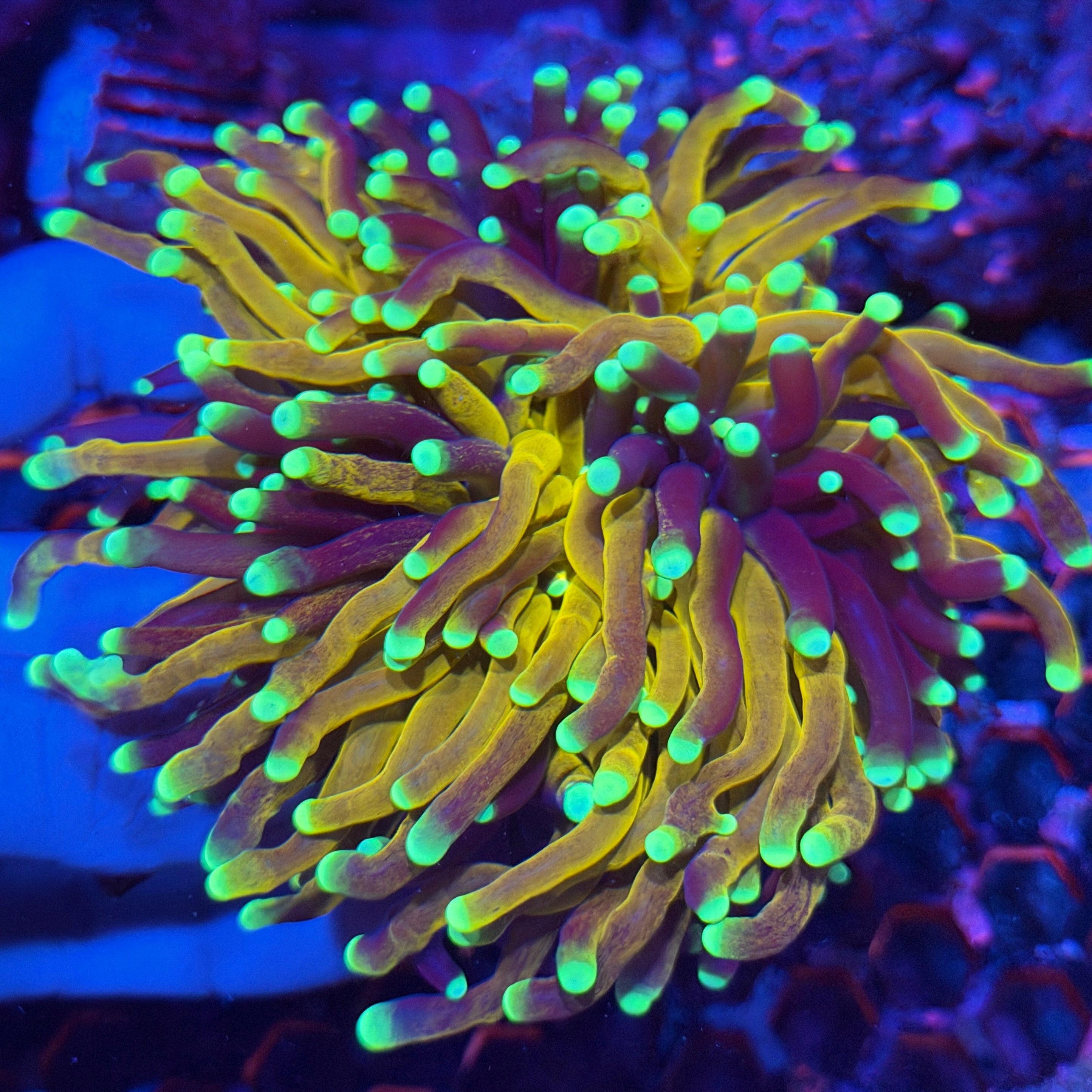 JEA Fat Stalk Tiger Torch Coral Grafted XXXL Show Piece 3/25