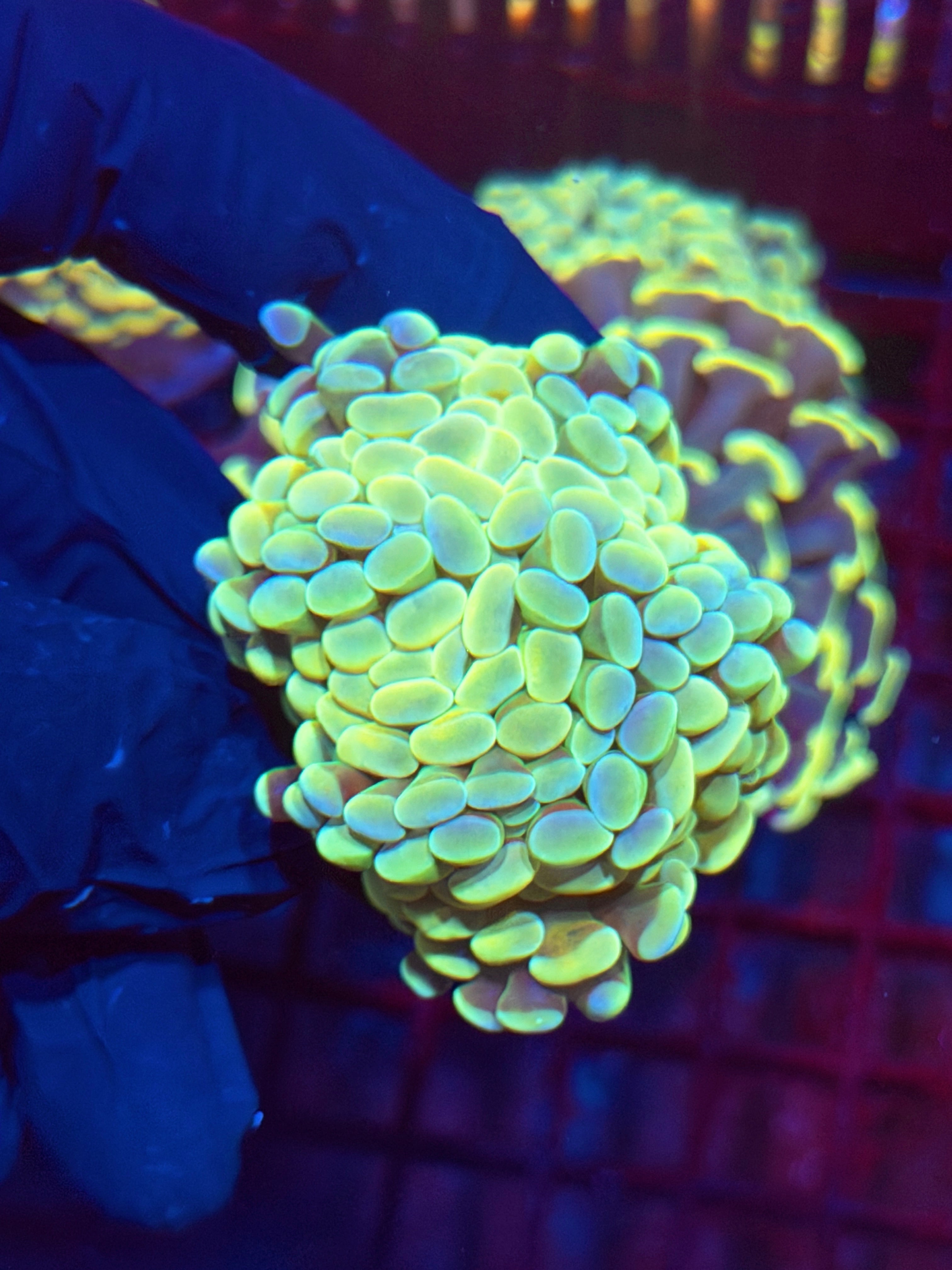 JEA Warheads Hammer Coral 3 Heads Splitting XL 11/3