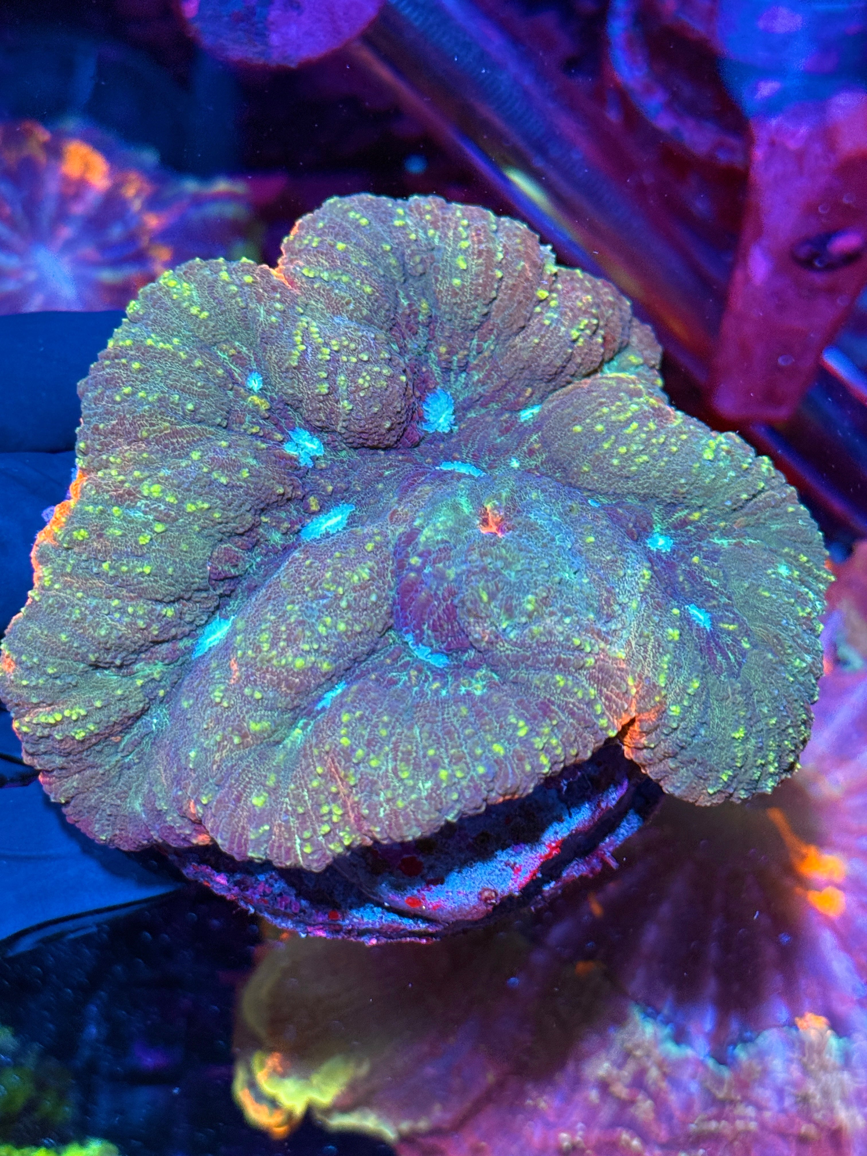 Multi Color Lobophyllia Meat Coral Colony XL
