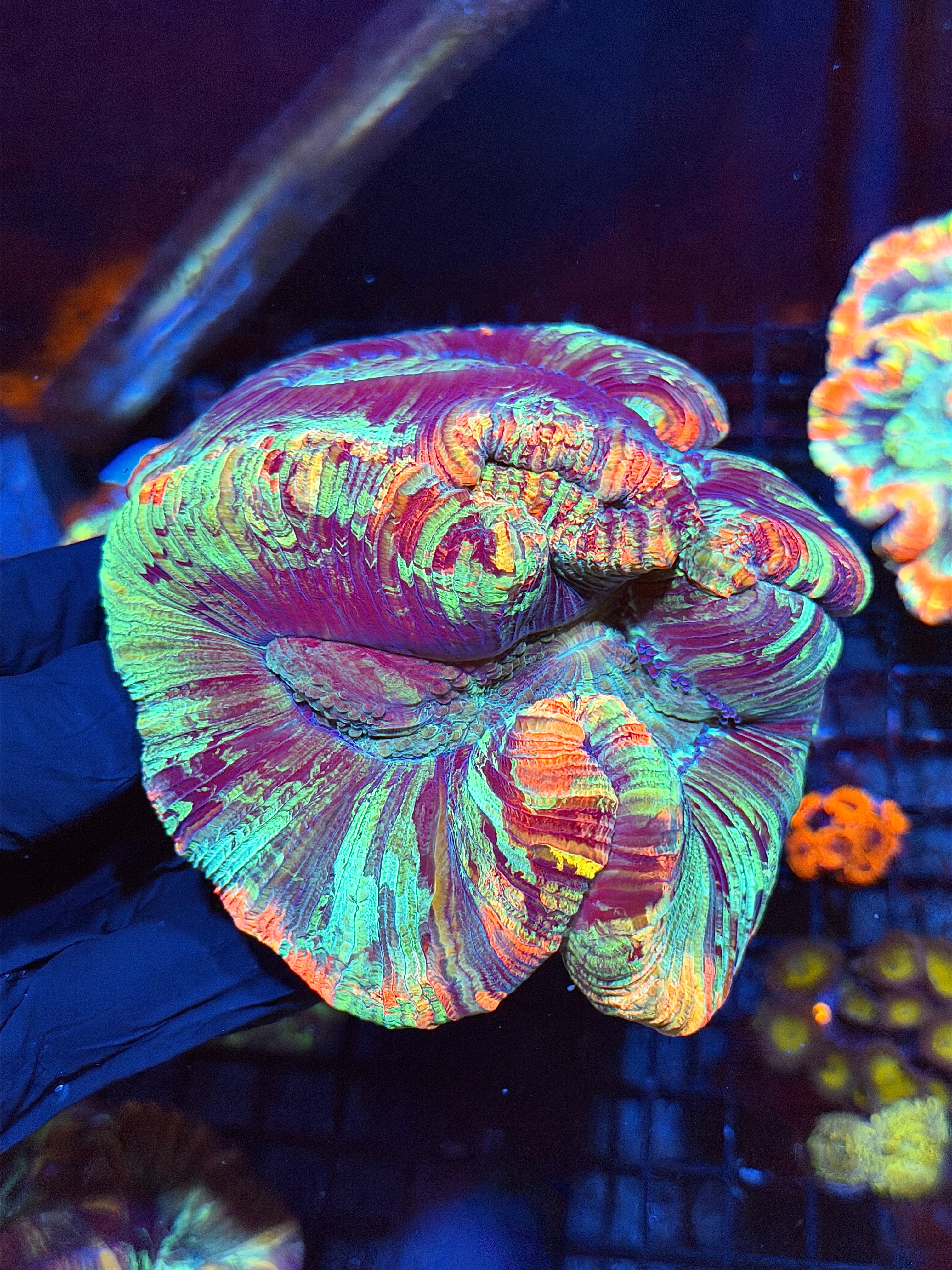Rainbow Trachyphyllia Meat Coral XXXL Show Piece