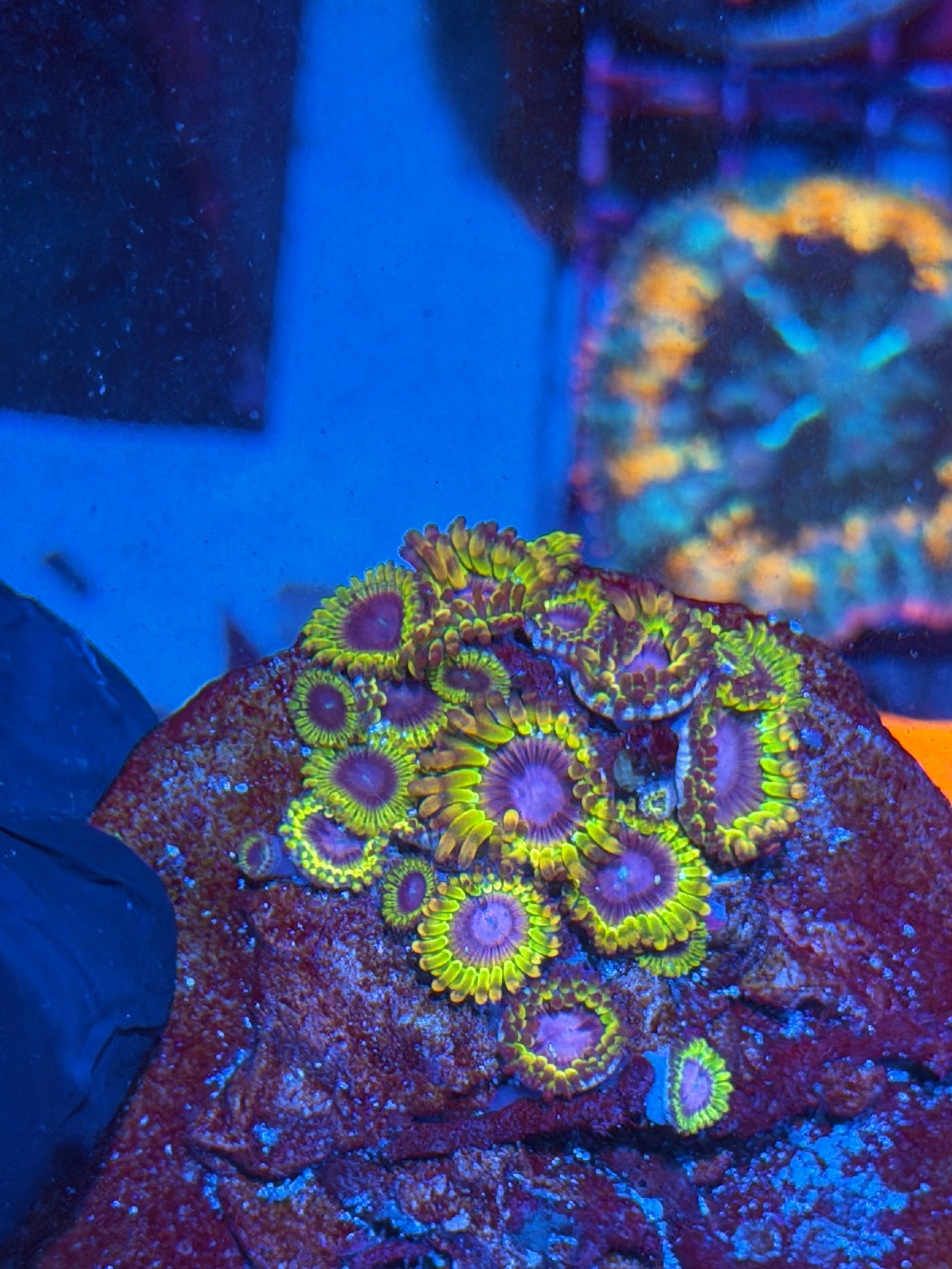 JEA Cyclops Zoanthid Coral Colony