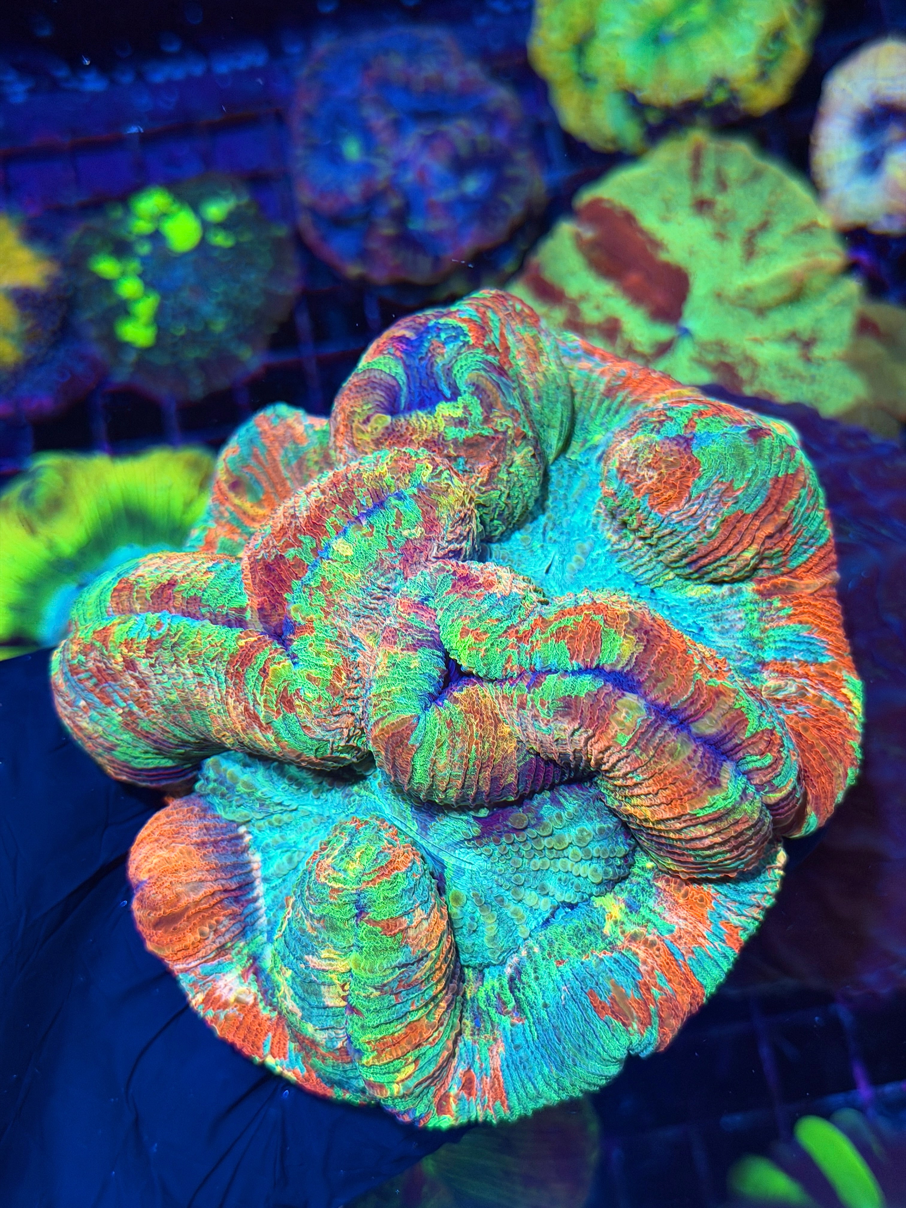 True Rainbow Trachyphyllia Meat Coral XXL Show Piece