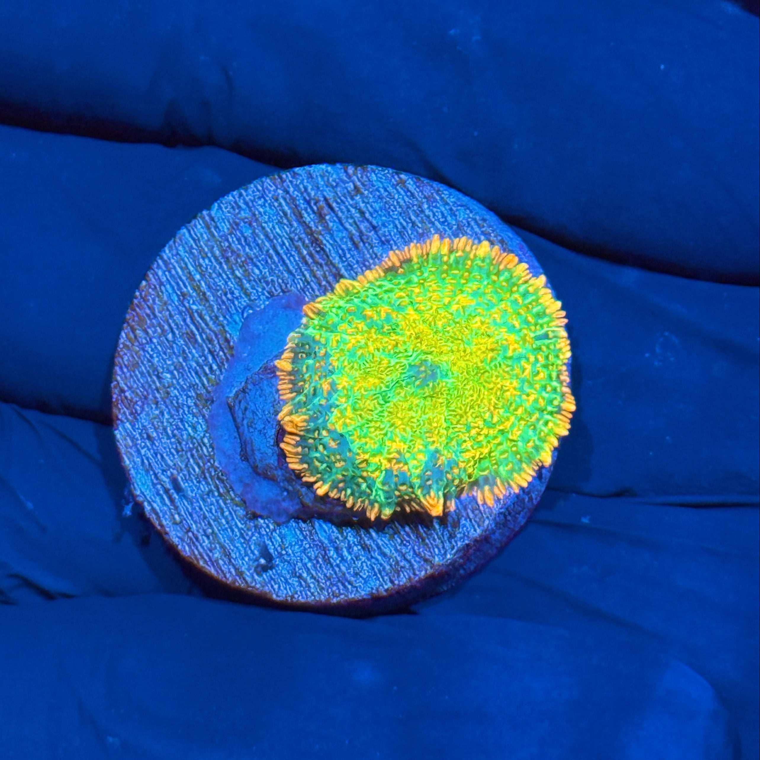 JEA Tequila Sunrise Mushroom Coral