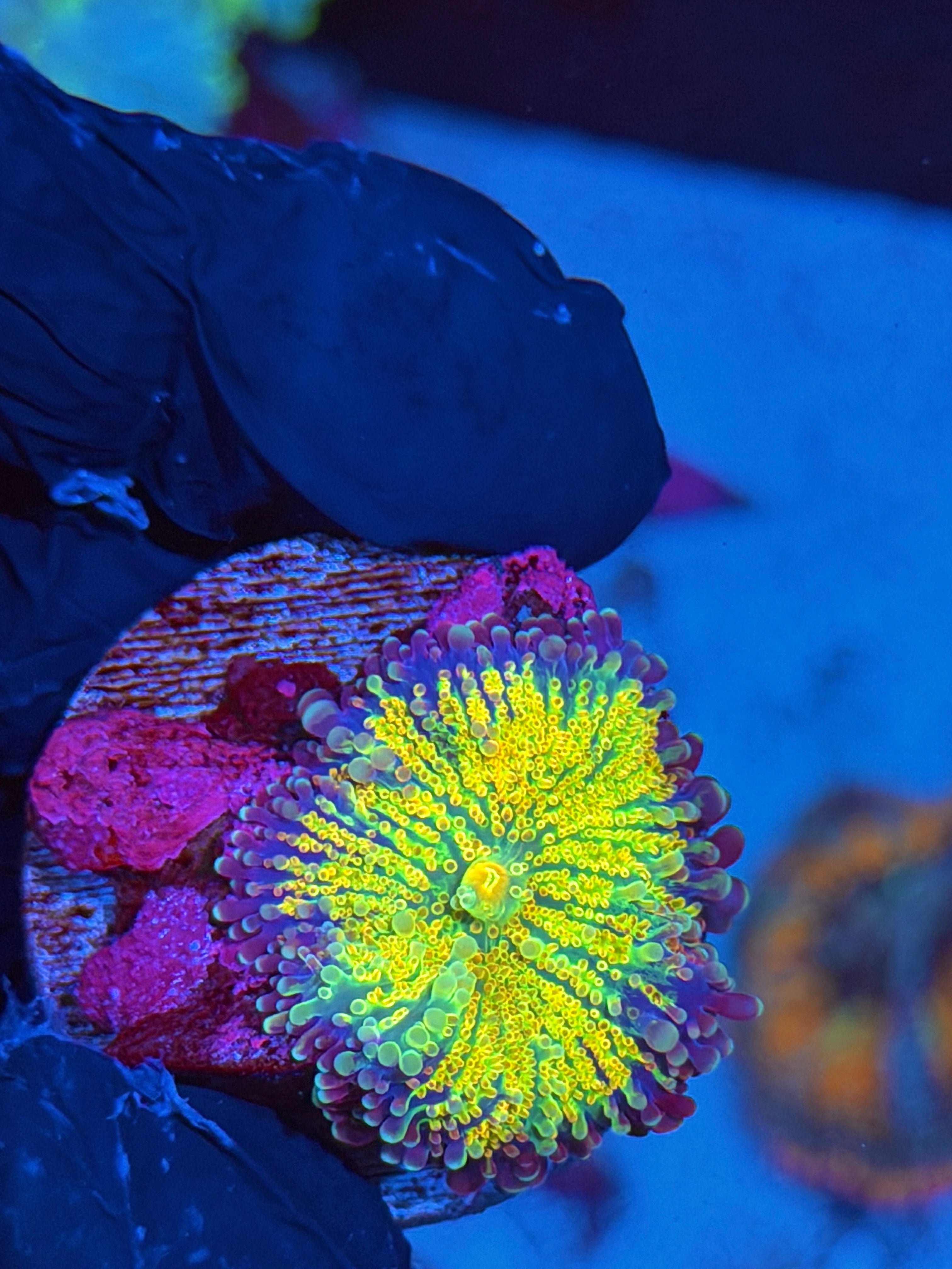 JEA Rainbow Magma Yuma Mushroom Coral