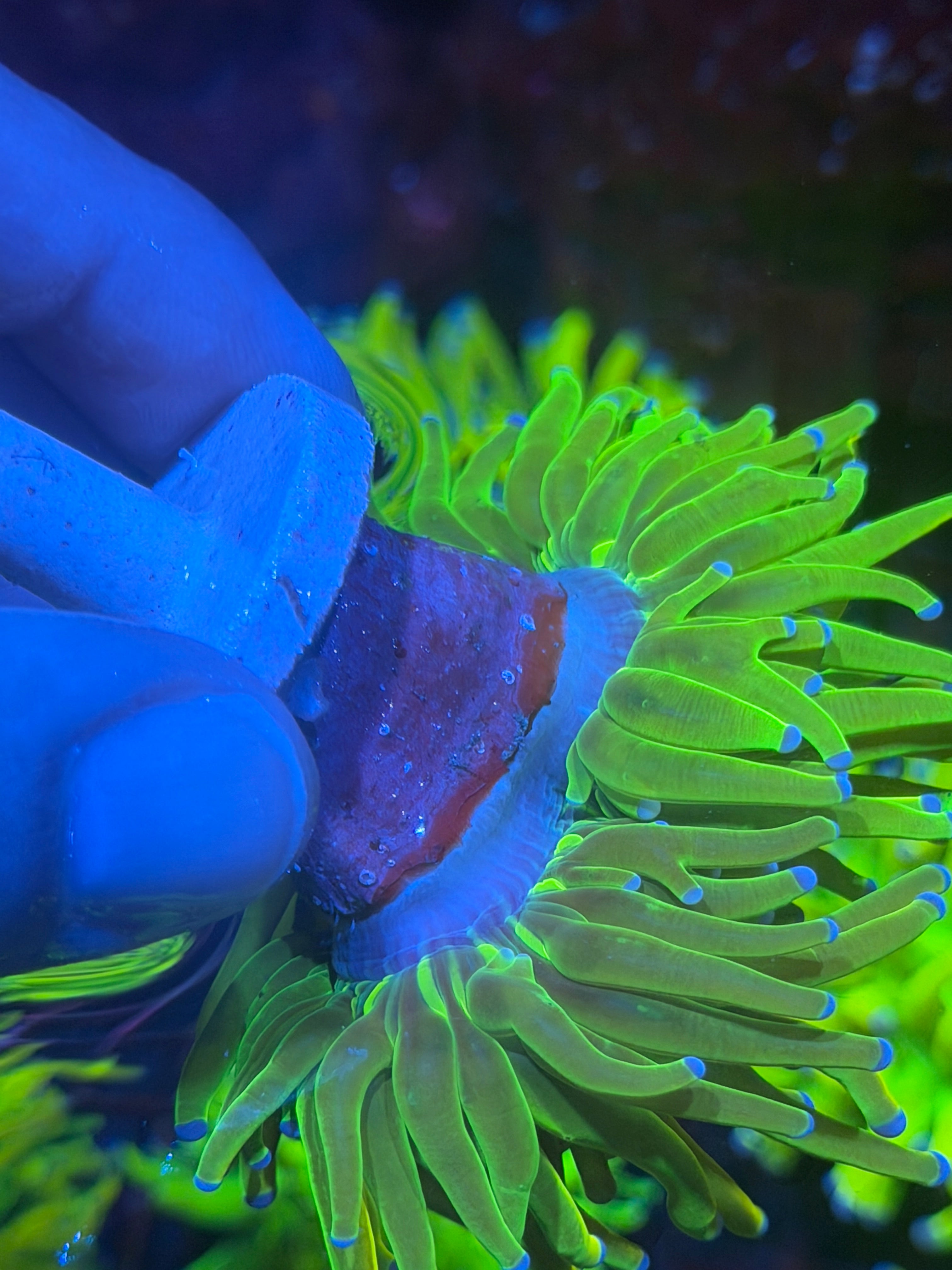 JEA Holy Grail Torch Coral 2 Heads Splitting XXL 11/3-