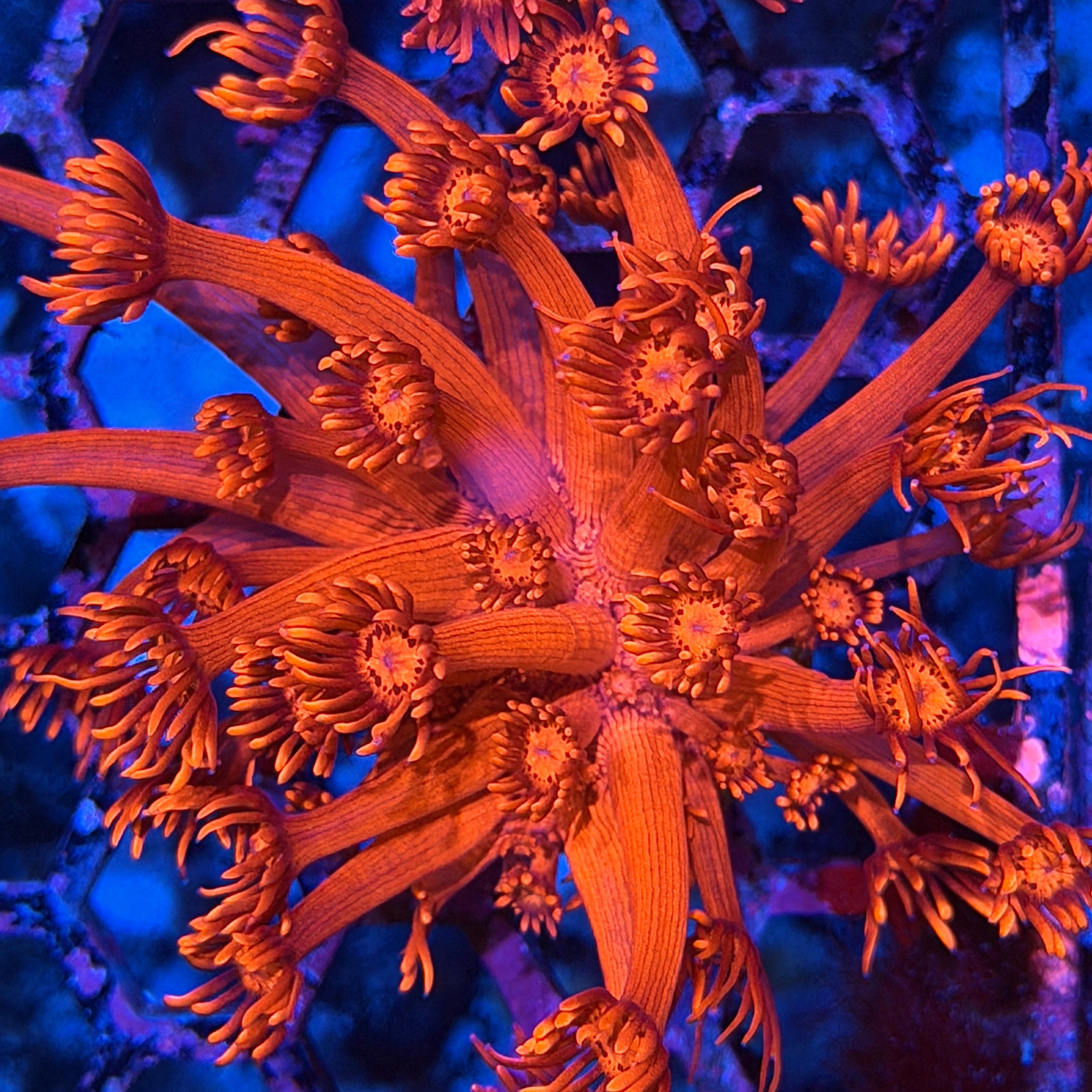 Jay's Exotic Corals