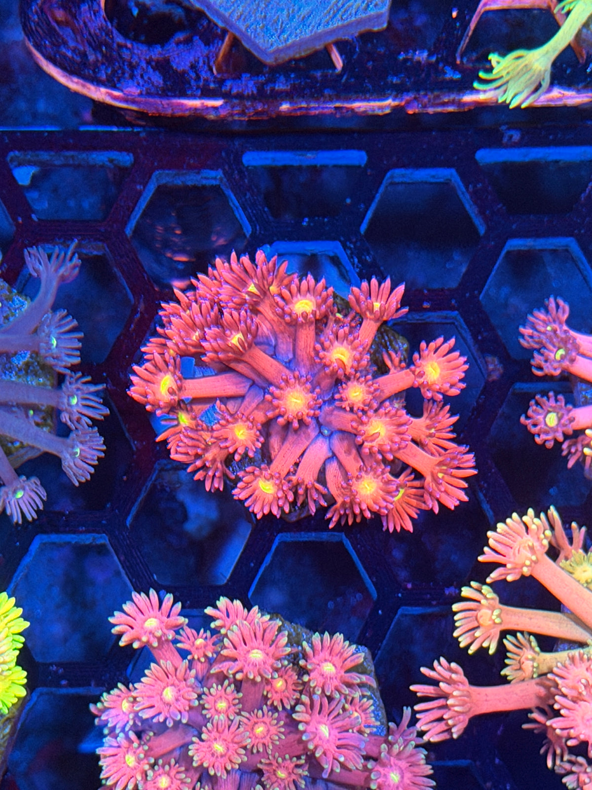 JEA Big Bang Goniopora Coral