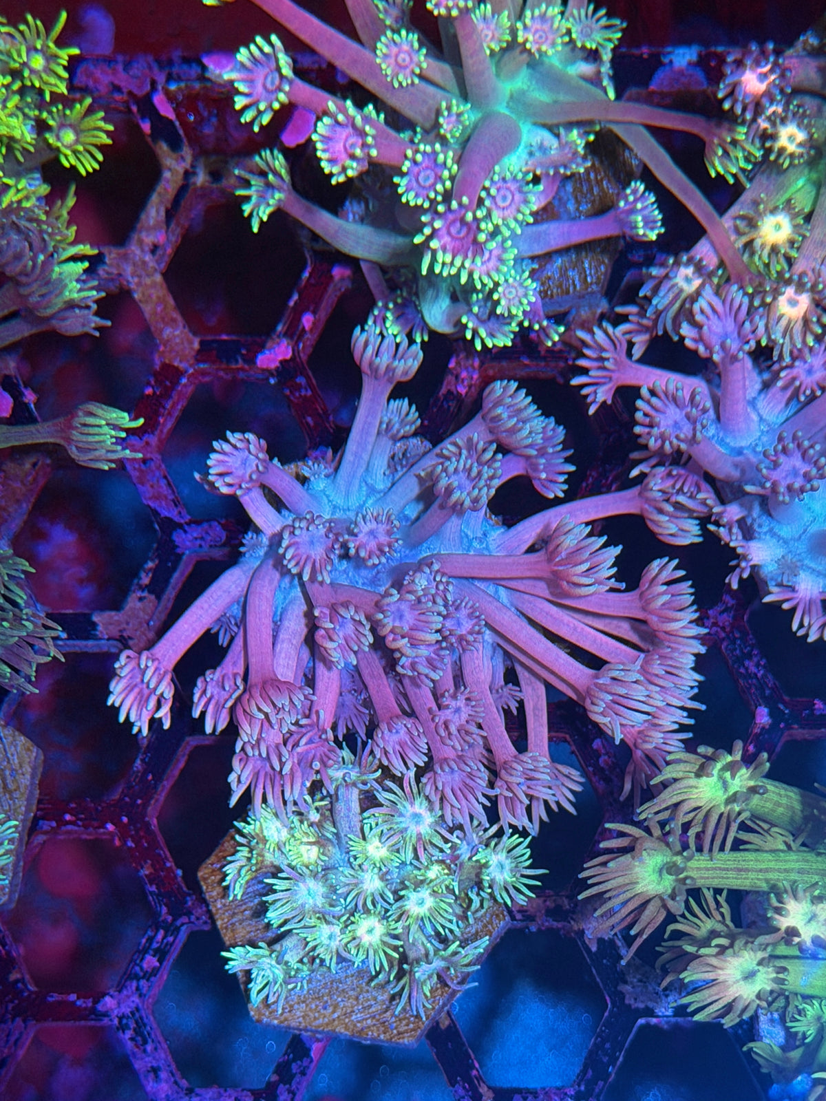 JEA Blueberry Yum Yum Goniopora Coral 9/27