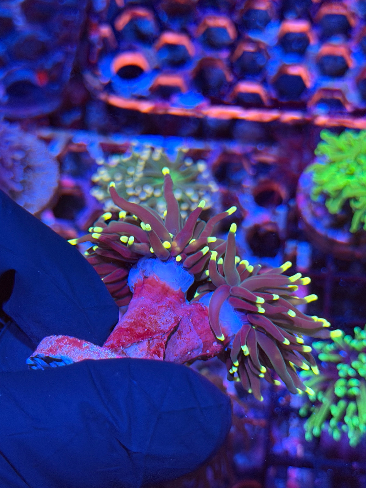 JEA Firefly Torch Coral 2 Heads XL 9/22