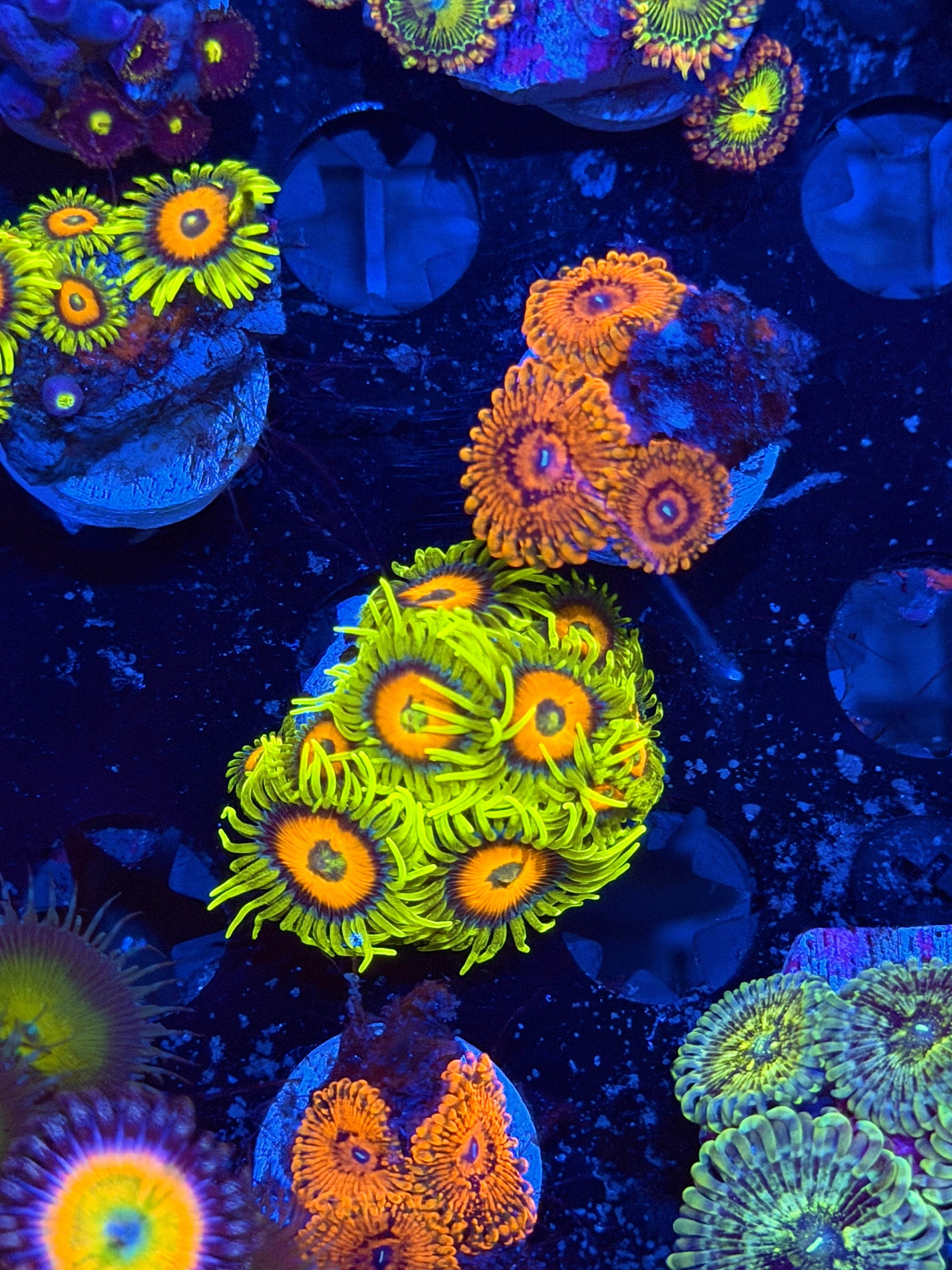 JEA Super Sunflower Zoanthid Coral Mini Colony BRIGHT!