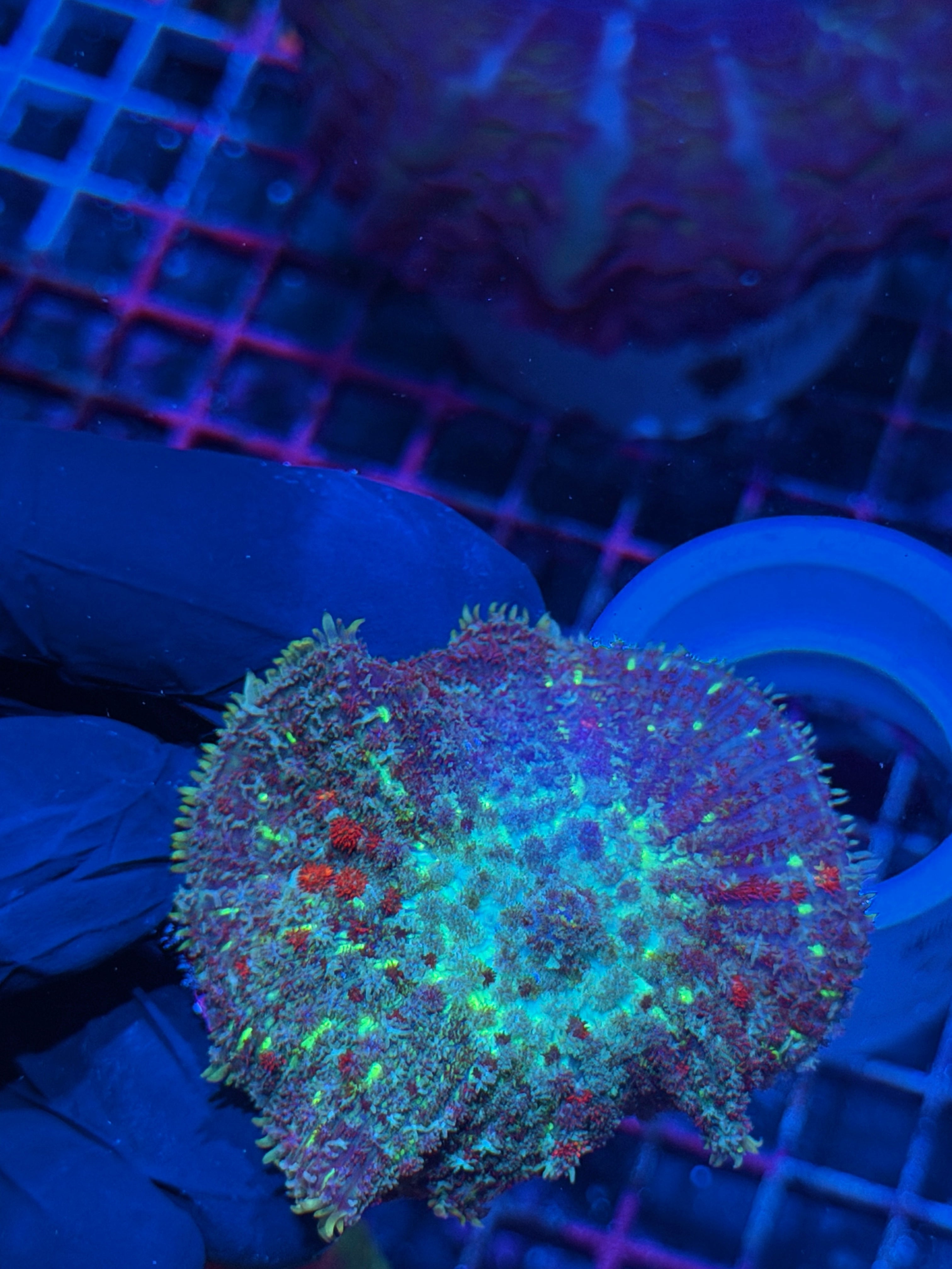 JEA Fire Starter Mushroom Coral XXL