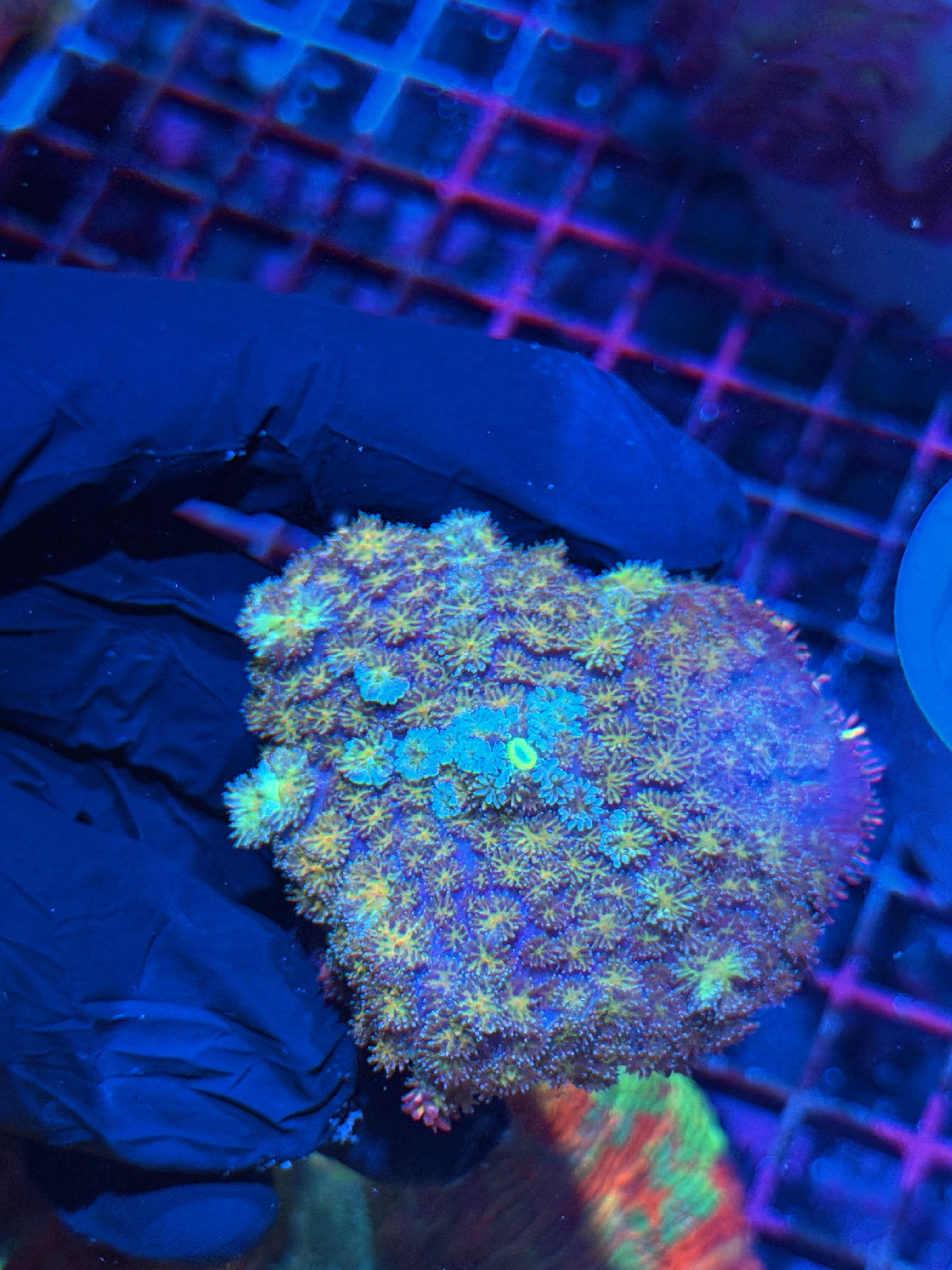 JEA Gold Rush Pincushion Mushroom Coral XL