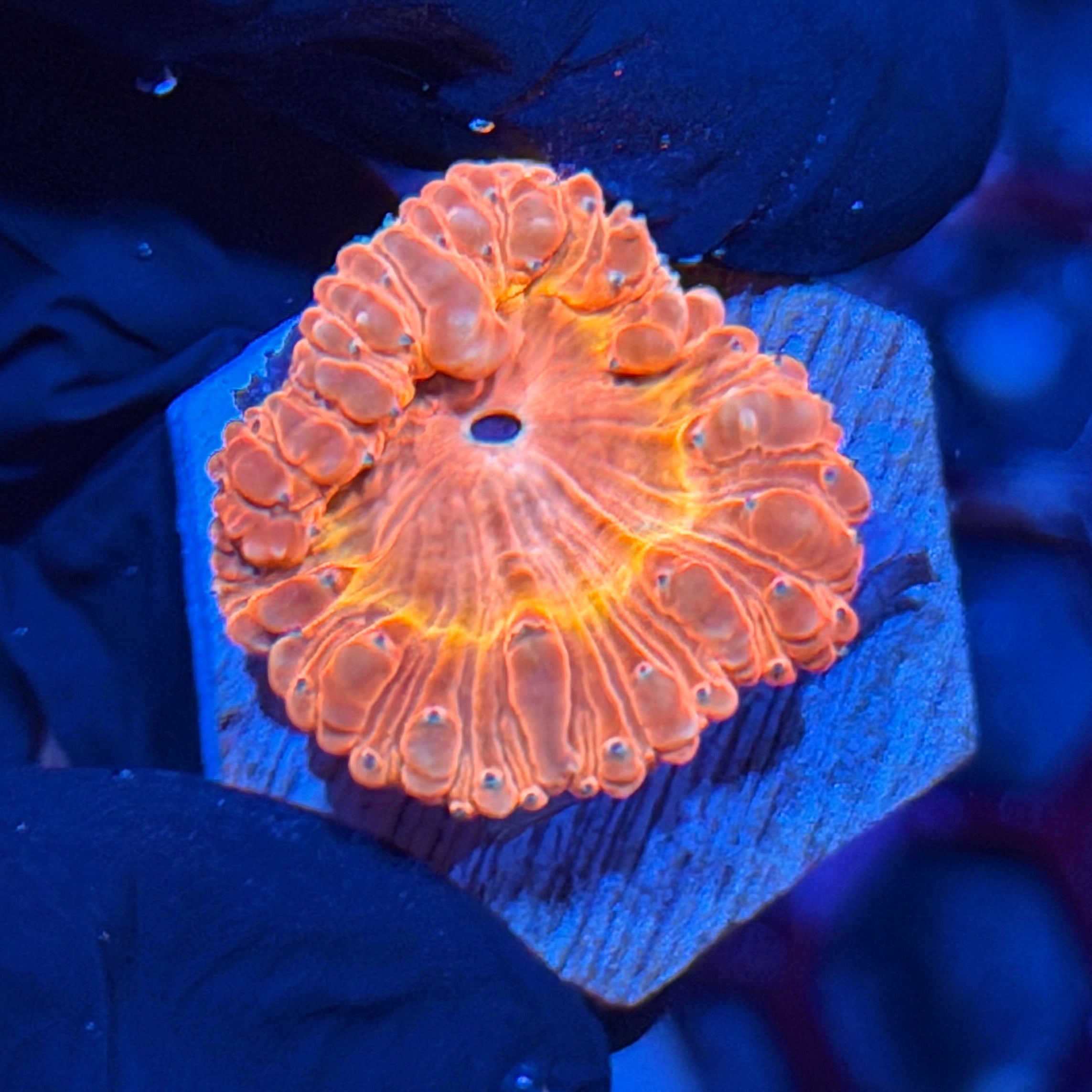 JEA Cyclops Blastomussa Coral *New Release* 7/26