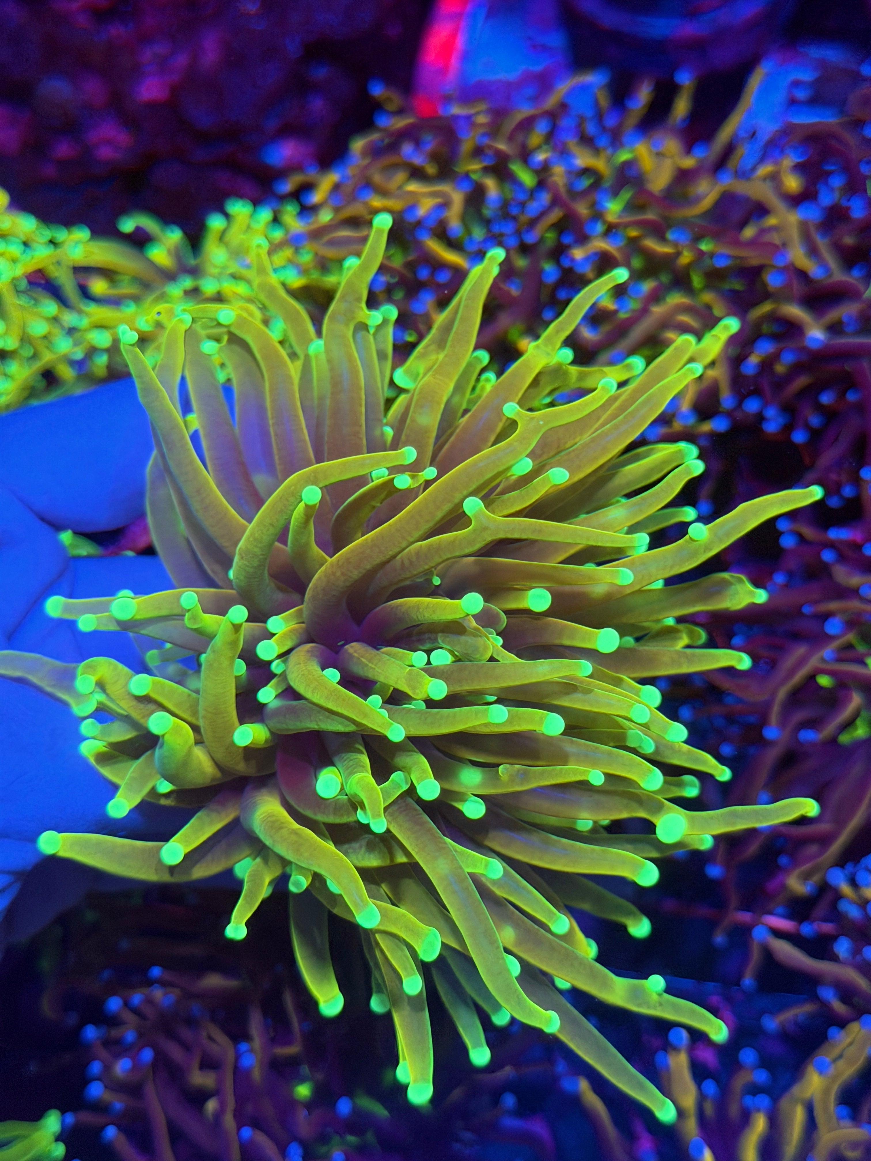 JEA Dragon Soul Torch Coral 1 XXL Head Splitting 12/1