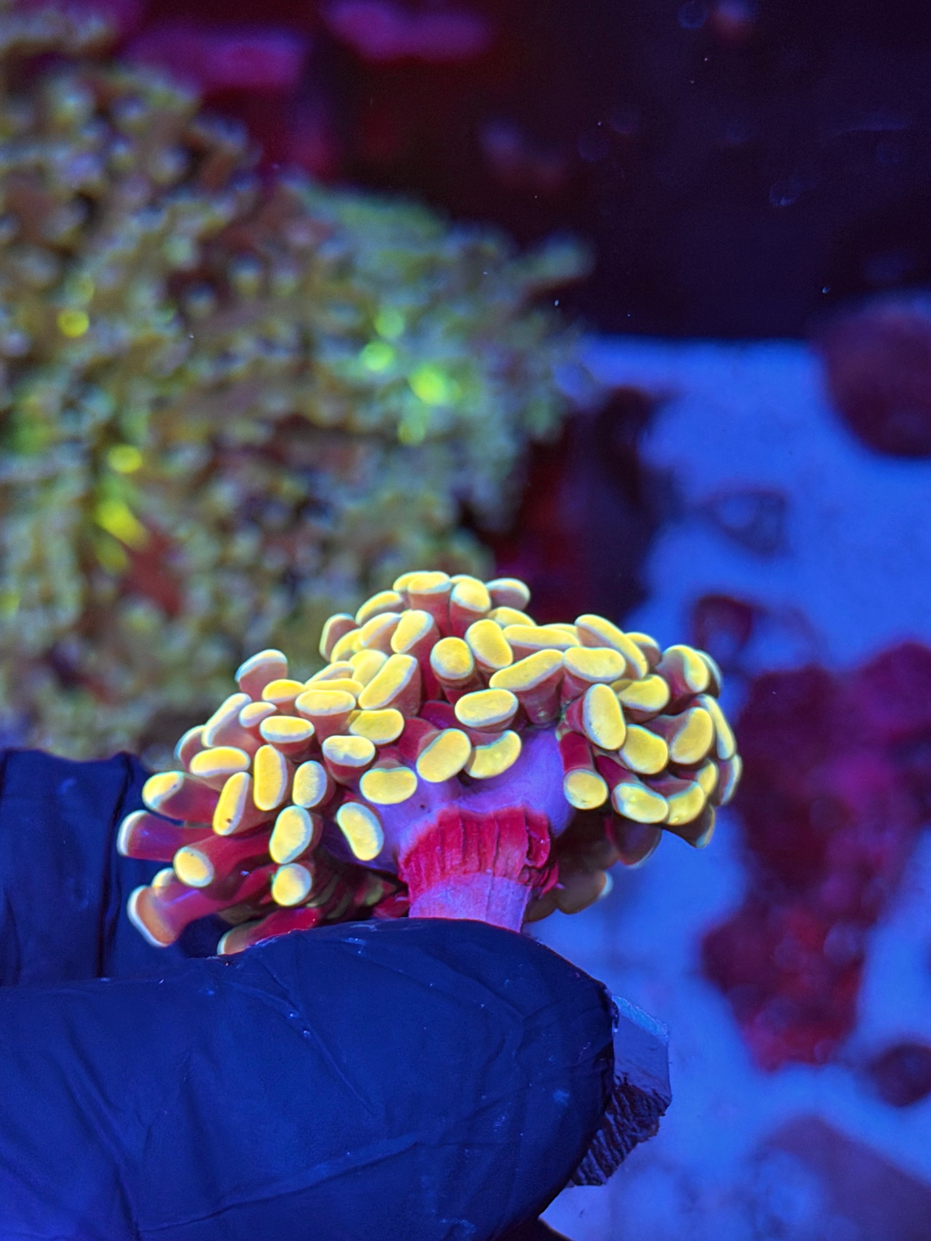JEA Jellybean Hammer Coral 2 Heads XL