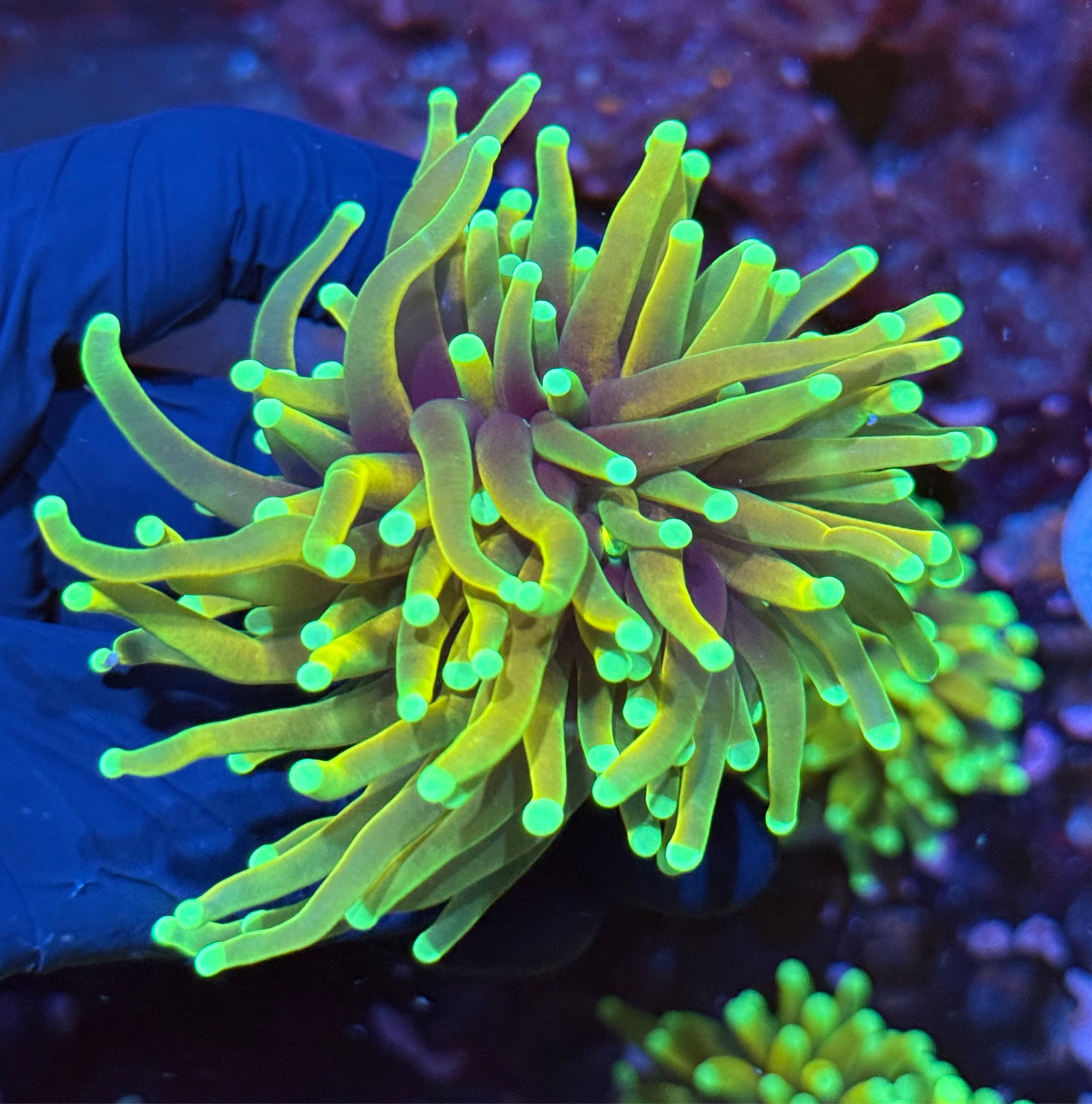 JEA Hellfire Torch Coral 1 Heads Splitting XL