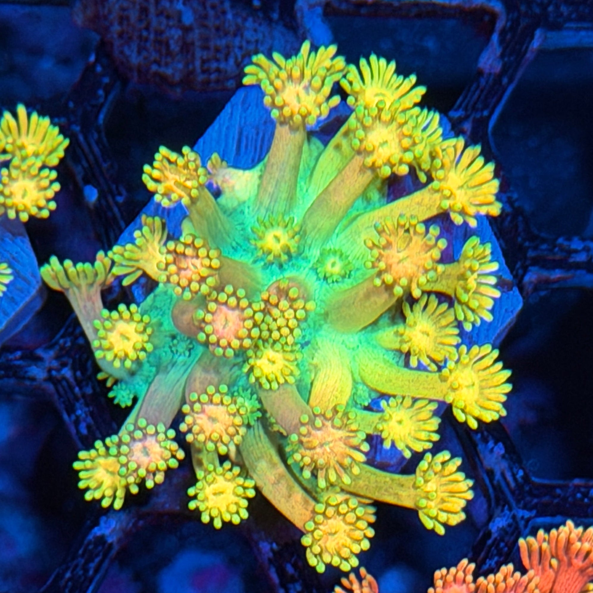 JEA SpongeBob Goniopora Coral Insanely Bright *New Release* 3/4