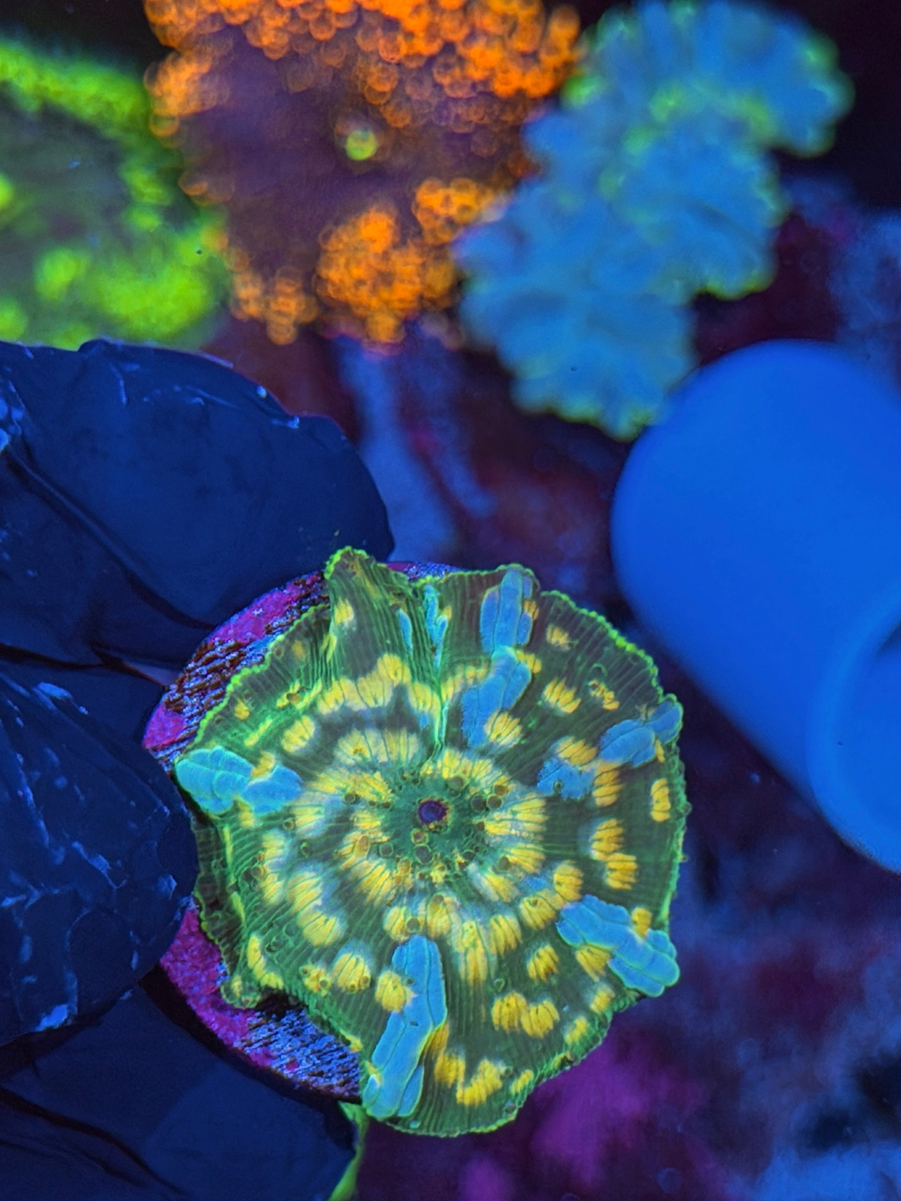 JEA Interstellar Jawbreaker Mushroom Coral XL