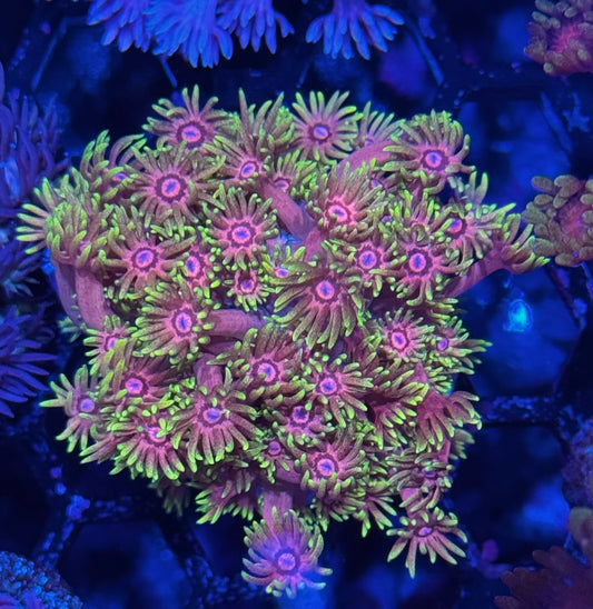 JEA Pink Eye Goniopora Coral INSANE XL