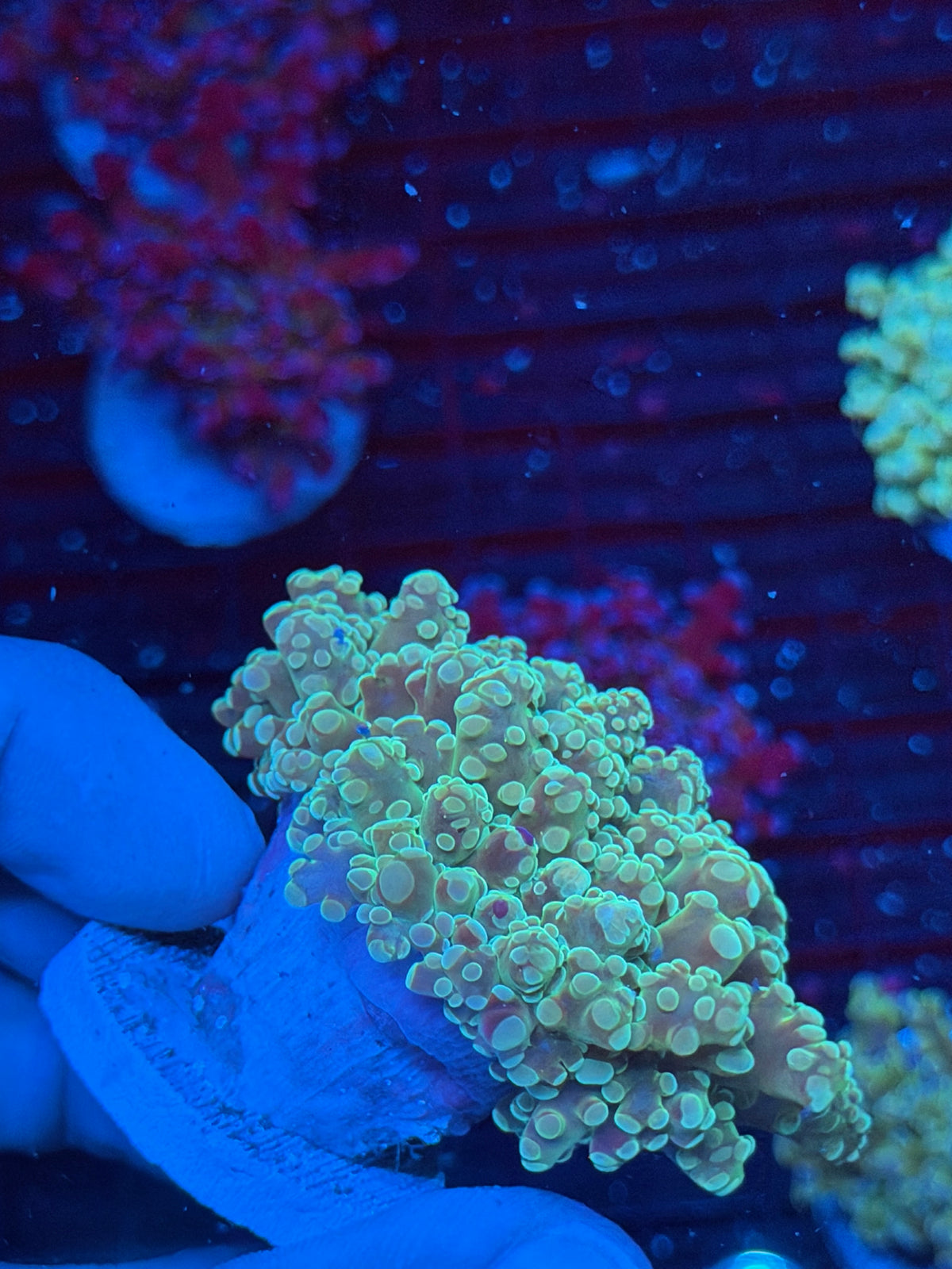 JEA Whitewalker Frogspawn Coral 1 XL Head 9/21