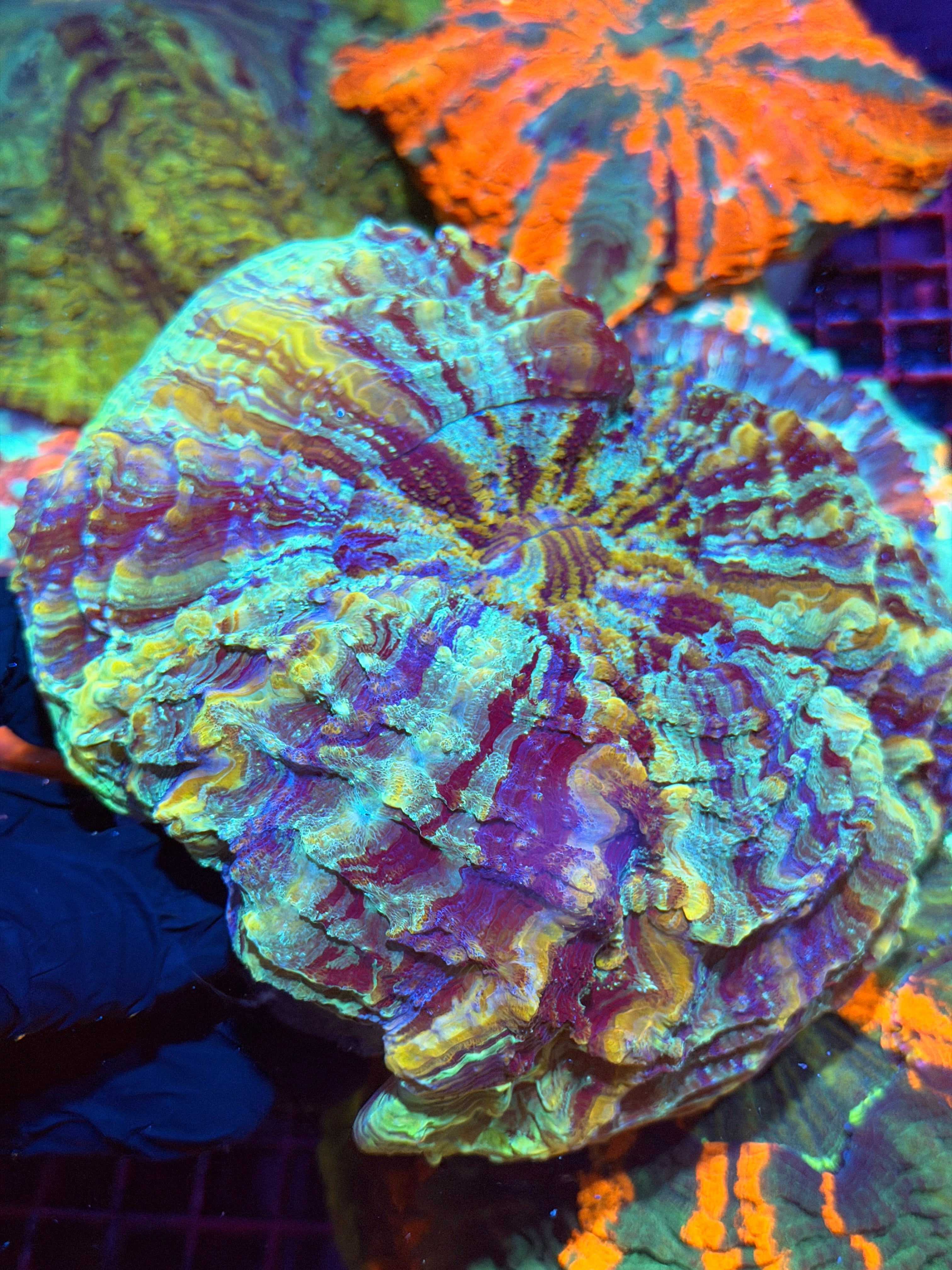 Insane Striped Rainbow Acanthophyllia Meat Coral XXL Show Size 2/24