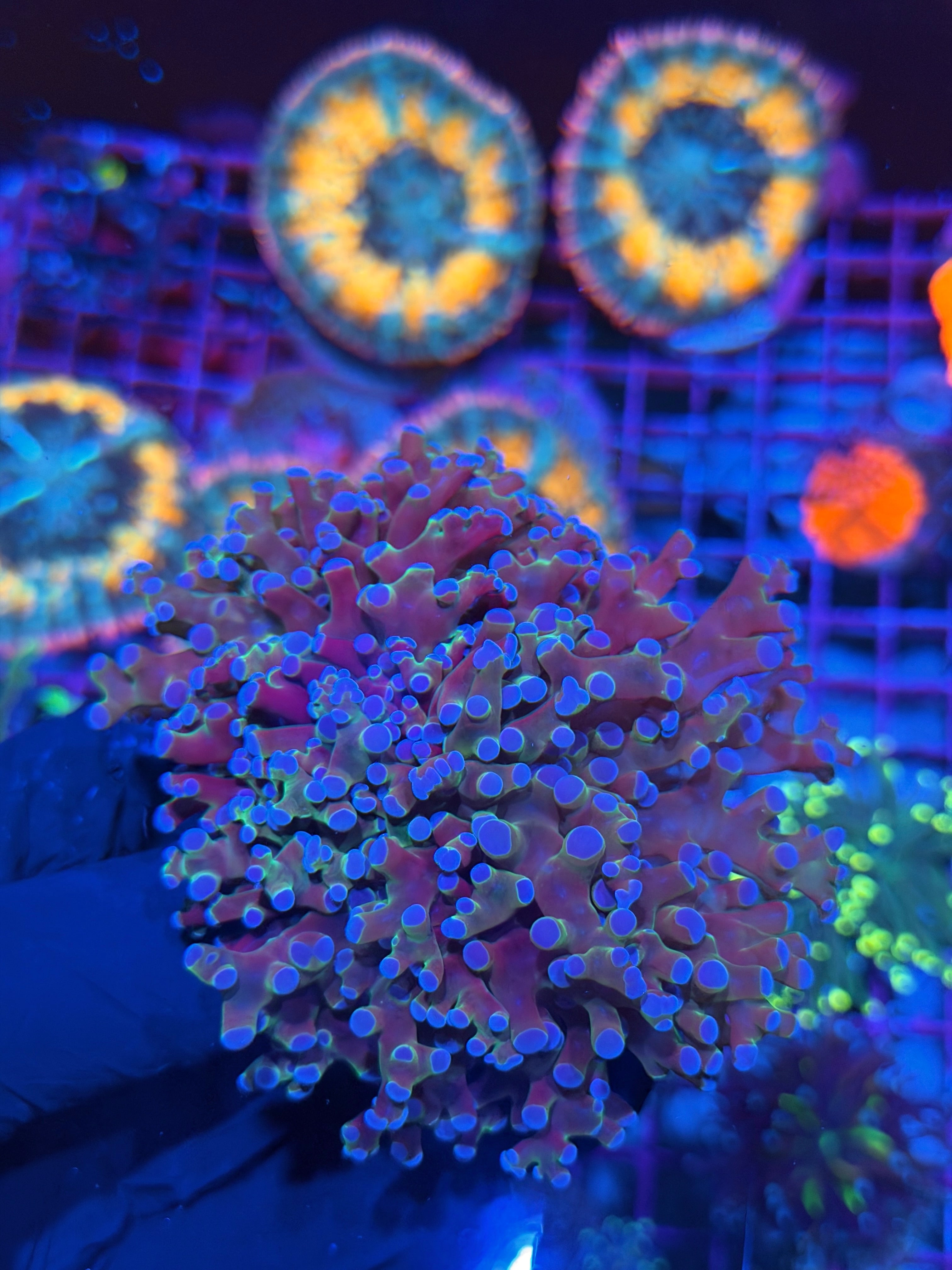 JEA Dark Matter Frogspawn Coral 2 Heads Splitting XXL Show Size 7/15