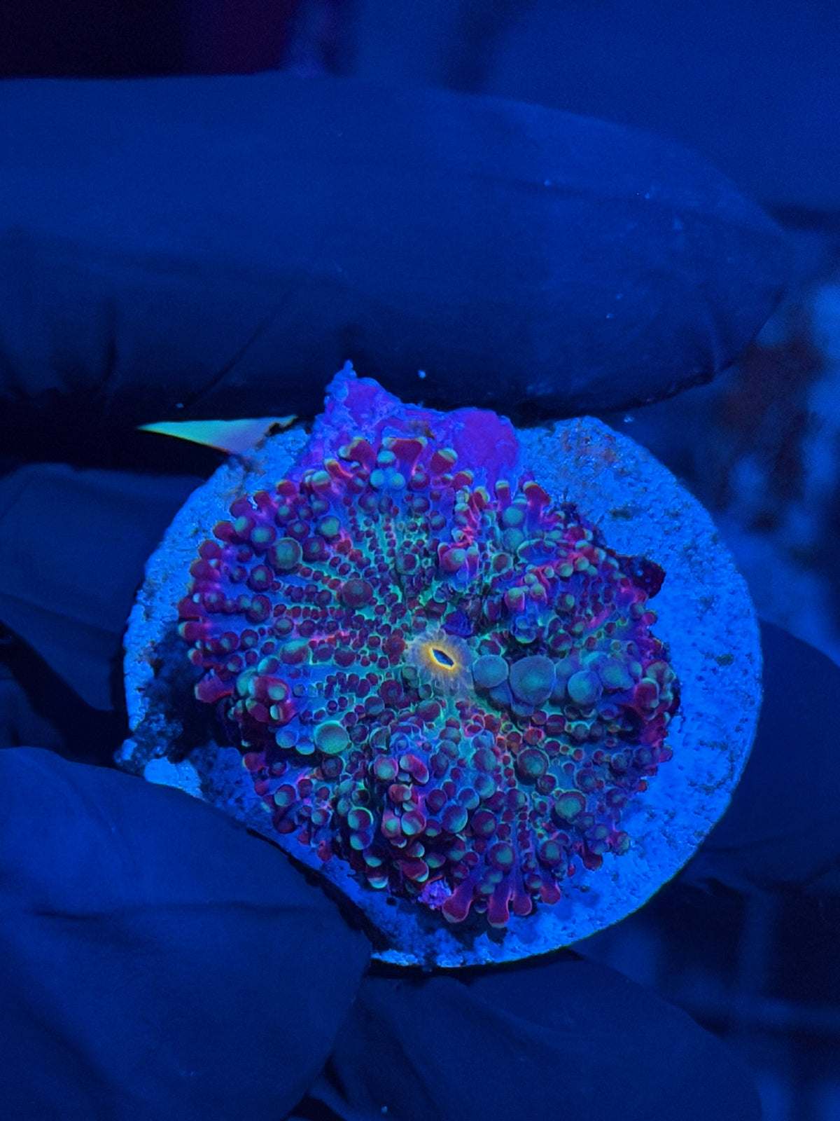 JEA Mystique Yuma Mushroom Coral 9/27