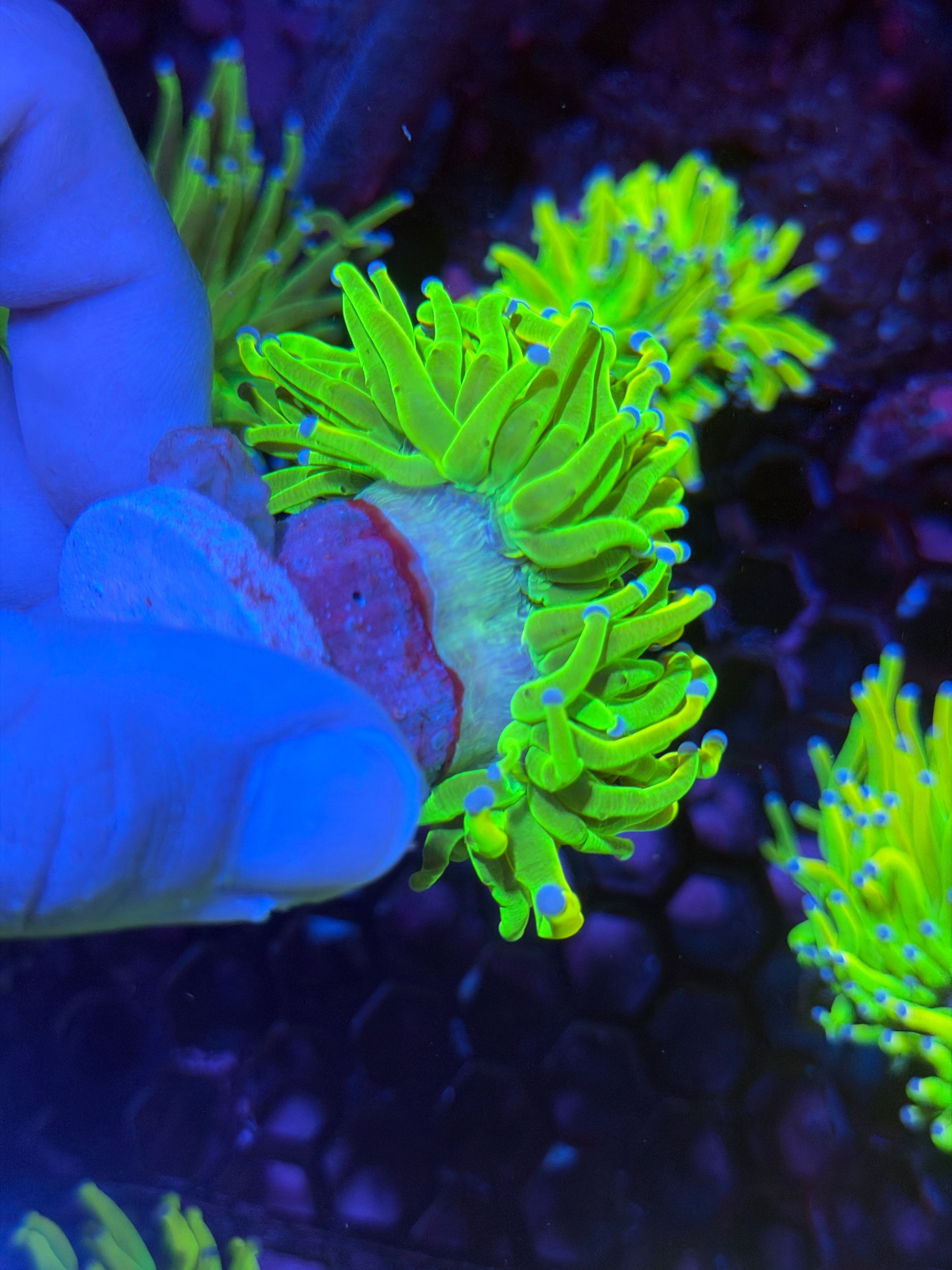 JEA Holy Grail Torch Coral 1 XL Head Splitting 12/1
