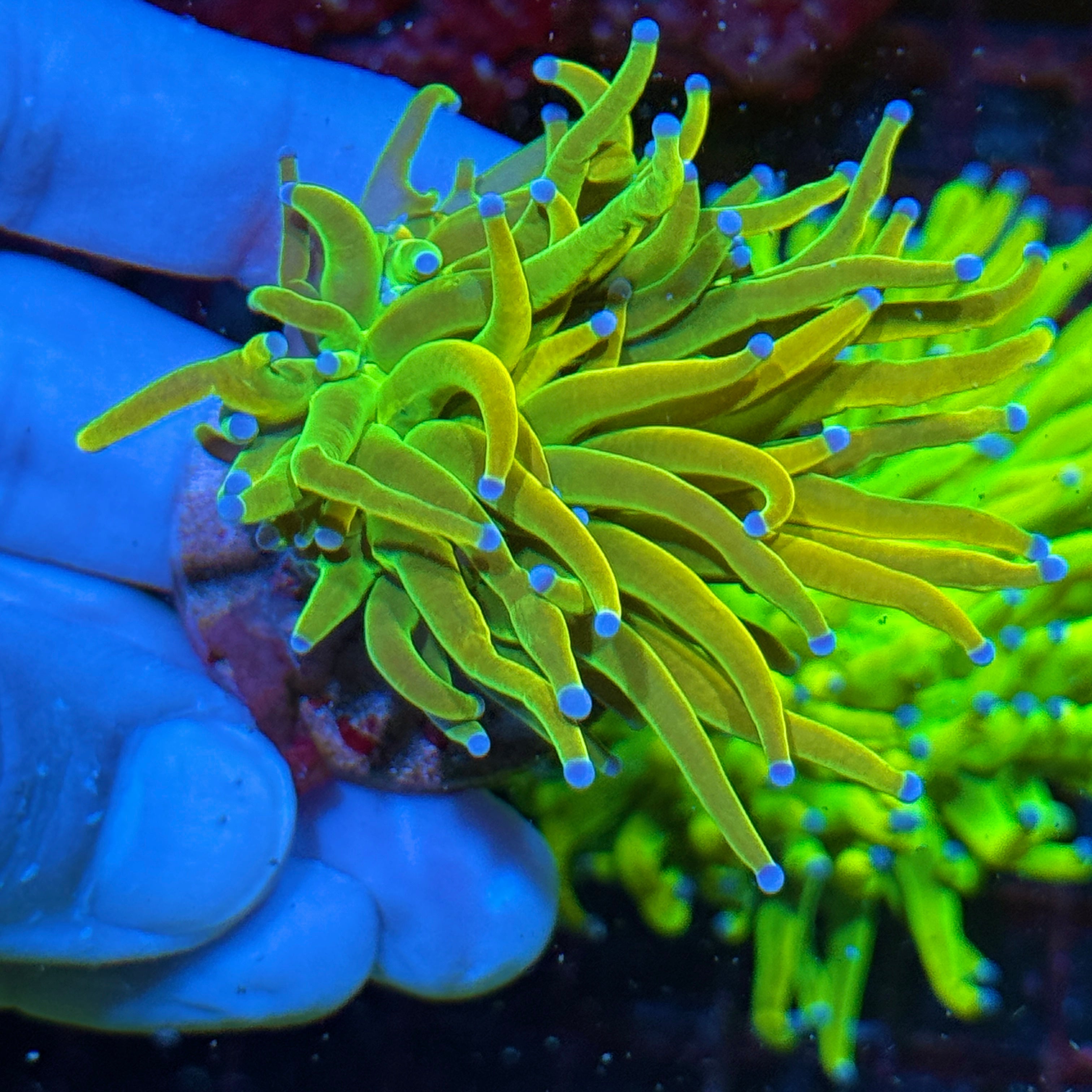 JEA Grinch Holy Grail Torch Coral
