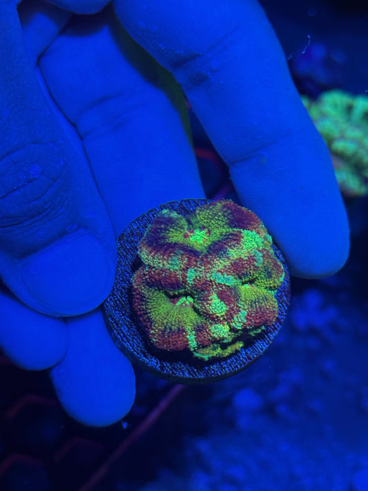 JEA Rainbow Watermelon Acans Coral 5 XL Heads