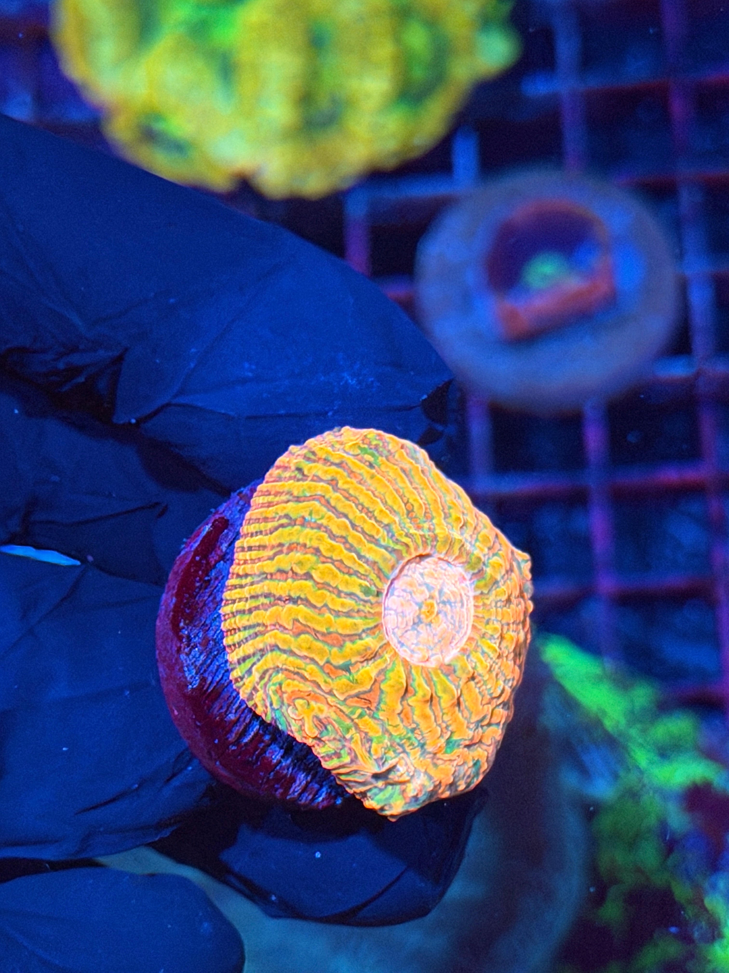 JEA Rainbow Meltdown Acan Maxima INSANE COLORS 8/29
