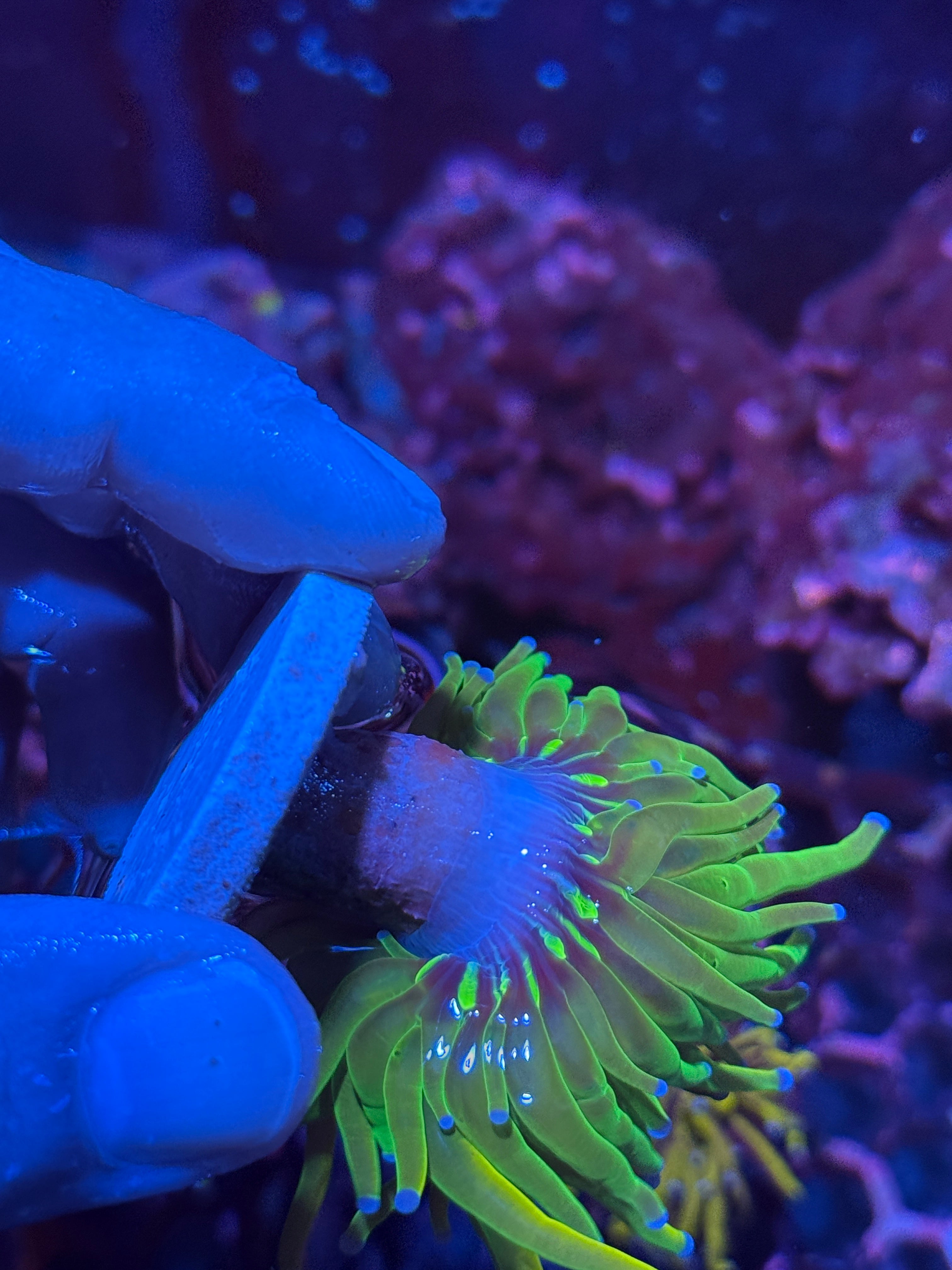 JEA Grinch Holy Grail Torch Coral 10/12