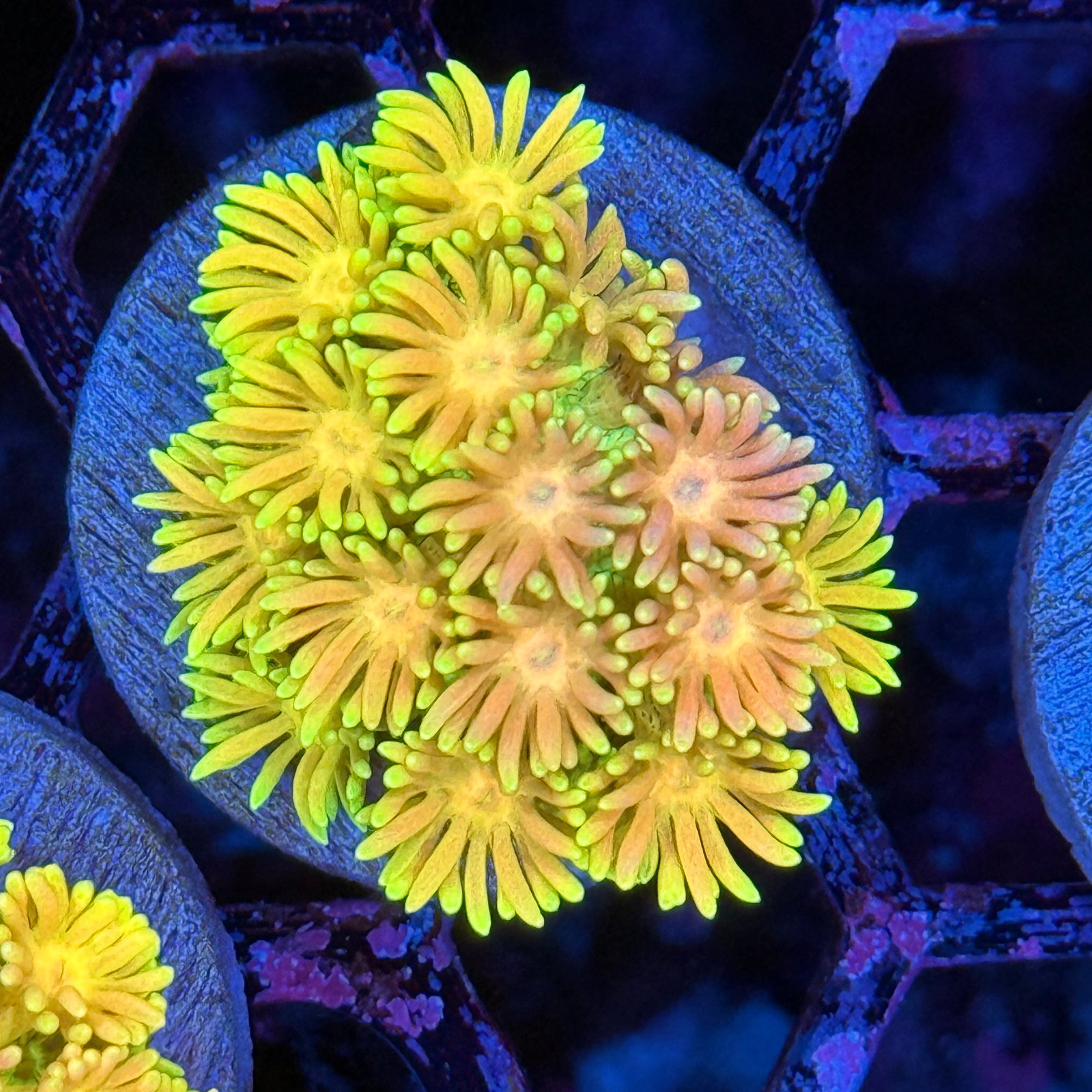 JEA Hippys Paradise Goniopora Coral XL Frag 10/12