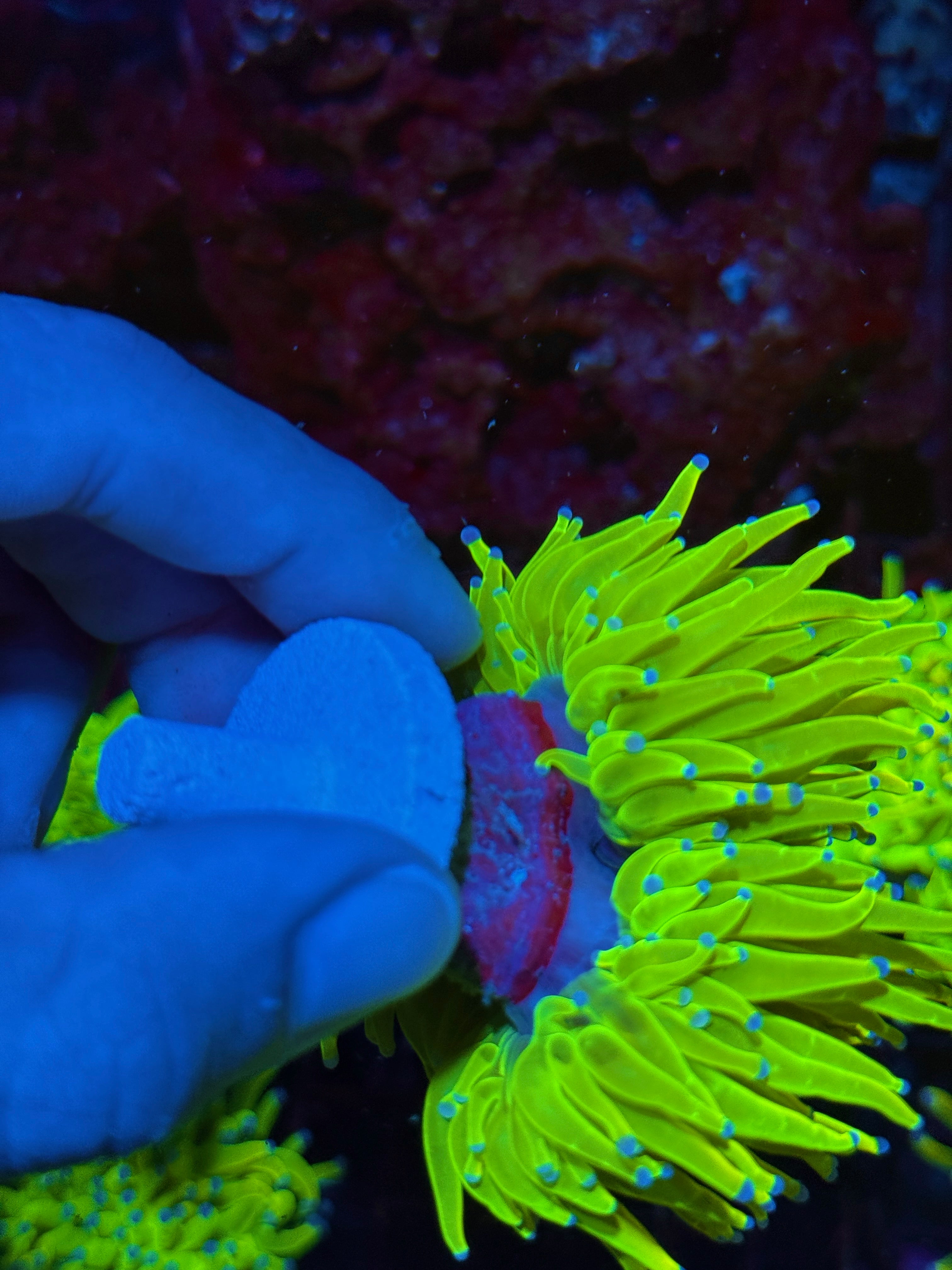 JEA Holy Grail Torch Coral 2 XL Heads 10/12
