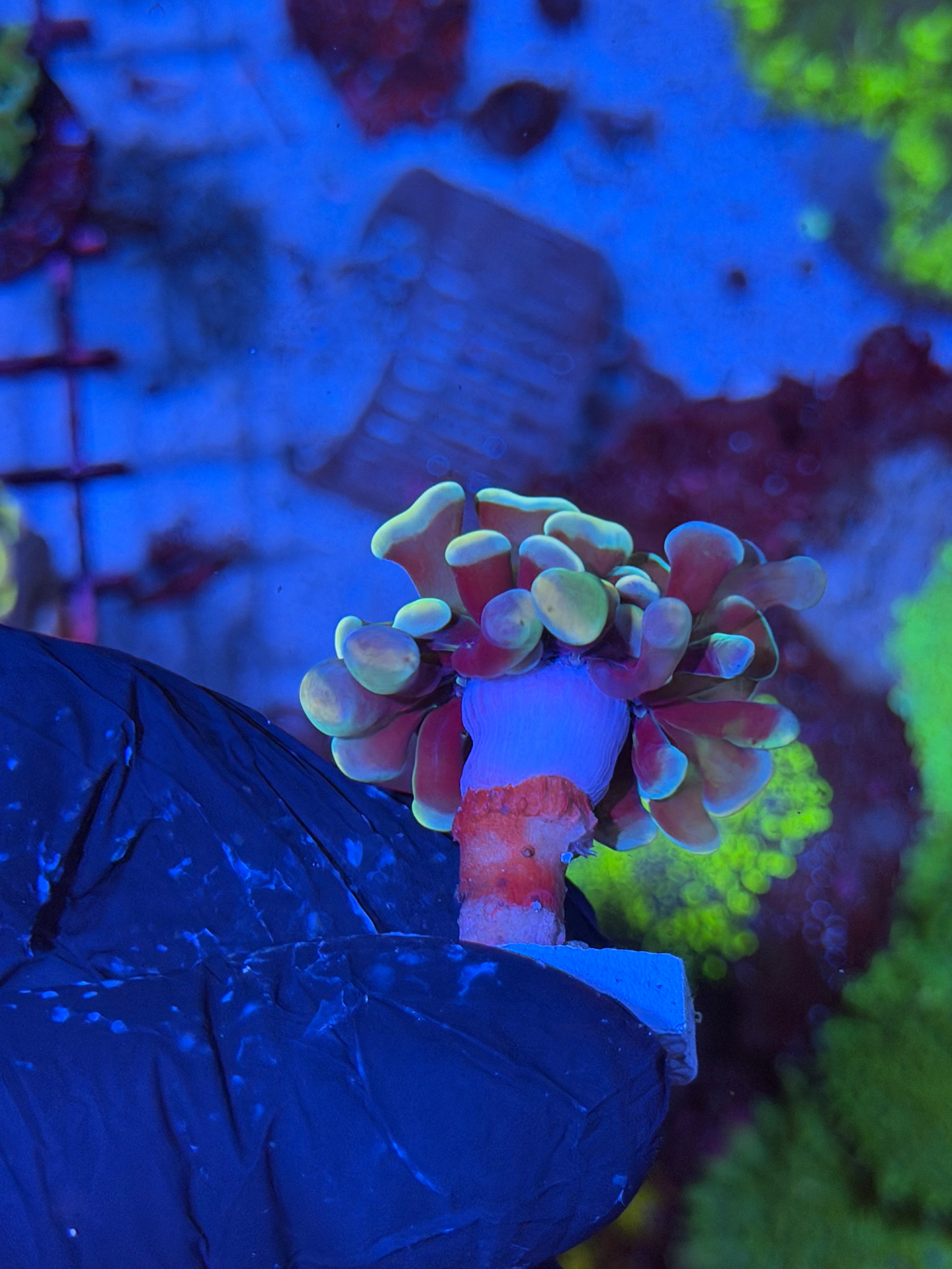 JEA Lightsaber Hammer Coral 1 XL Head