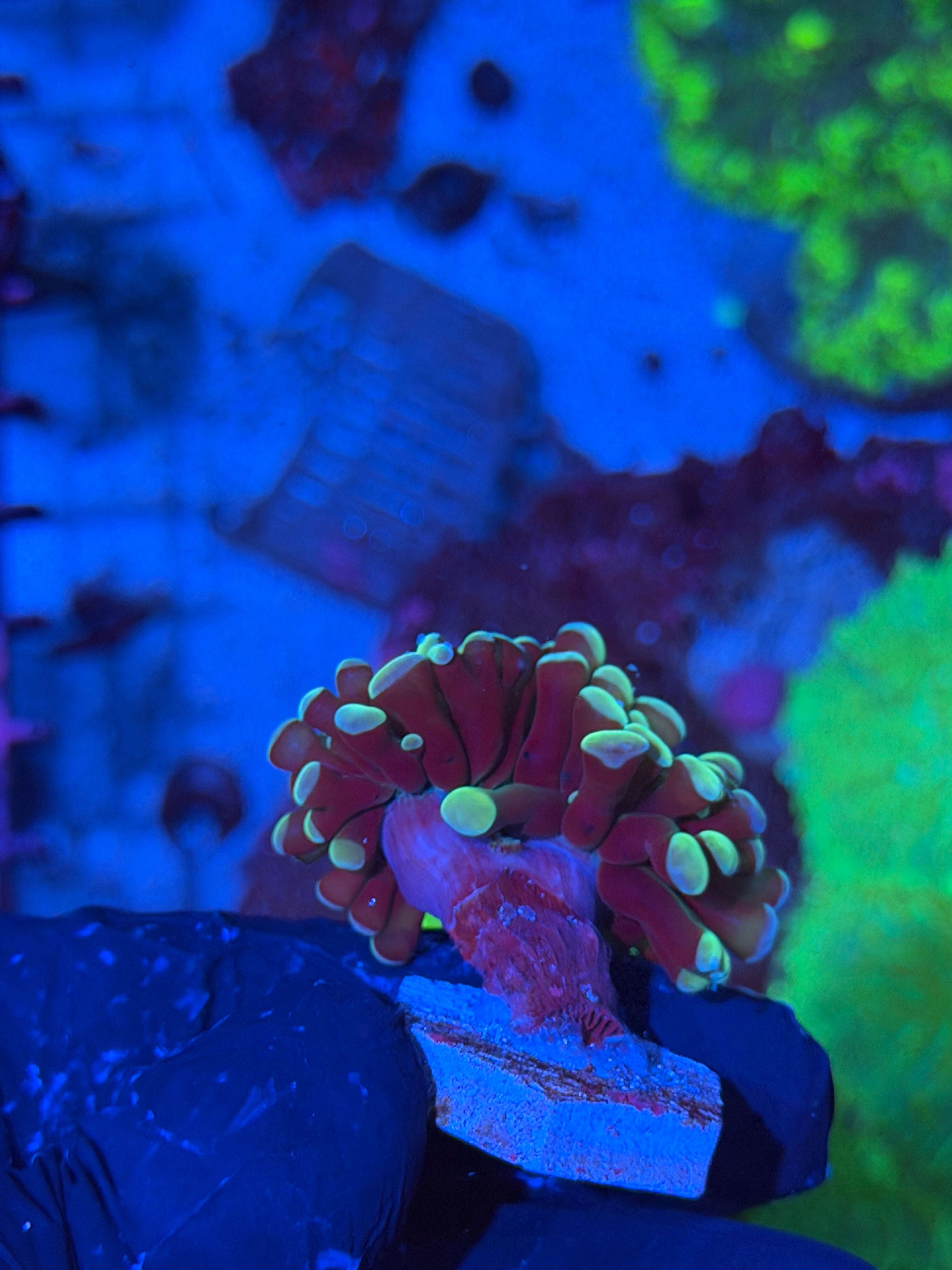 JEA Sweet tarts Hammer Coral 2 Heads XL