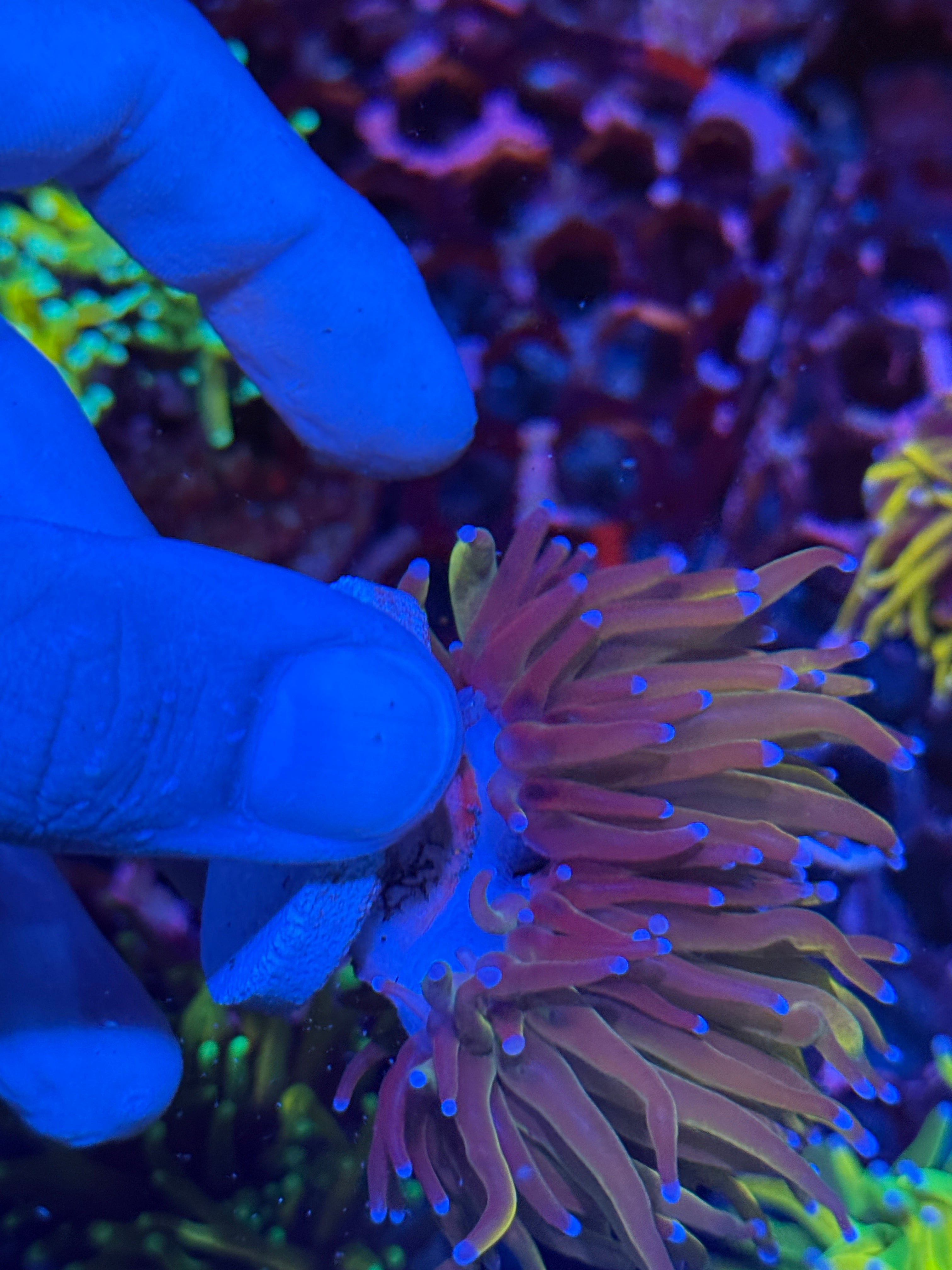 JEA Shiny Dragon Tamer Torch Coral 2 Heads XL 10/12