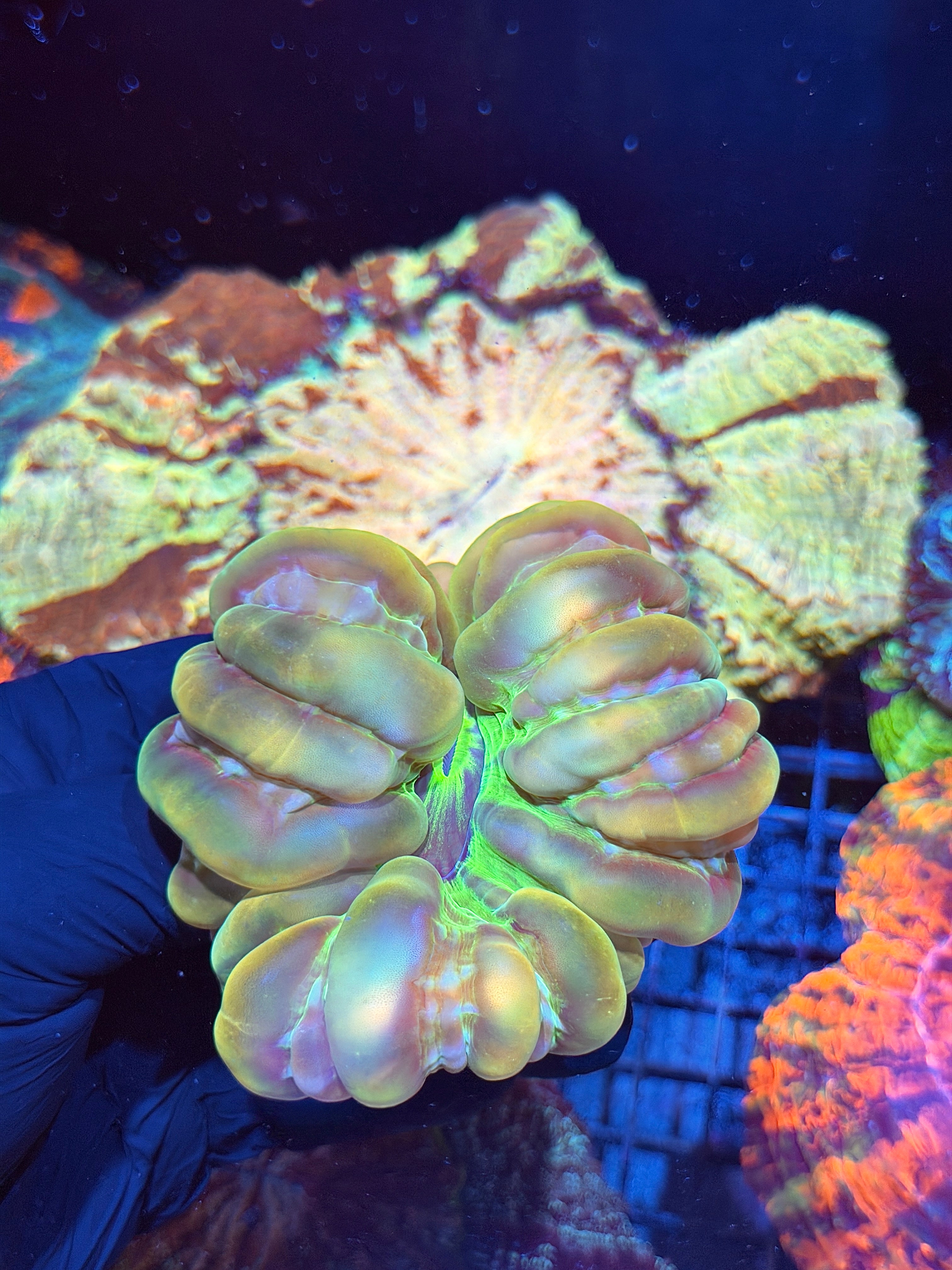 Unique Cynarina Meat Coral XL