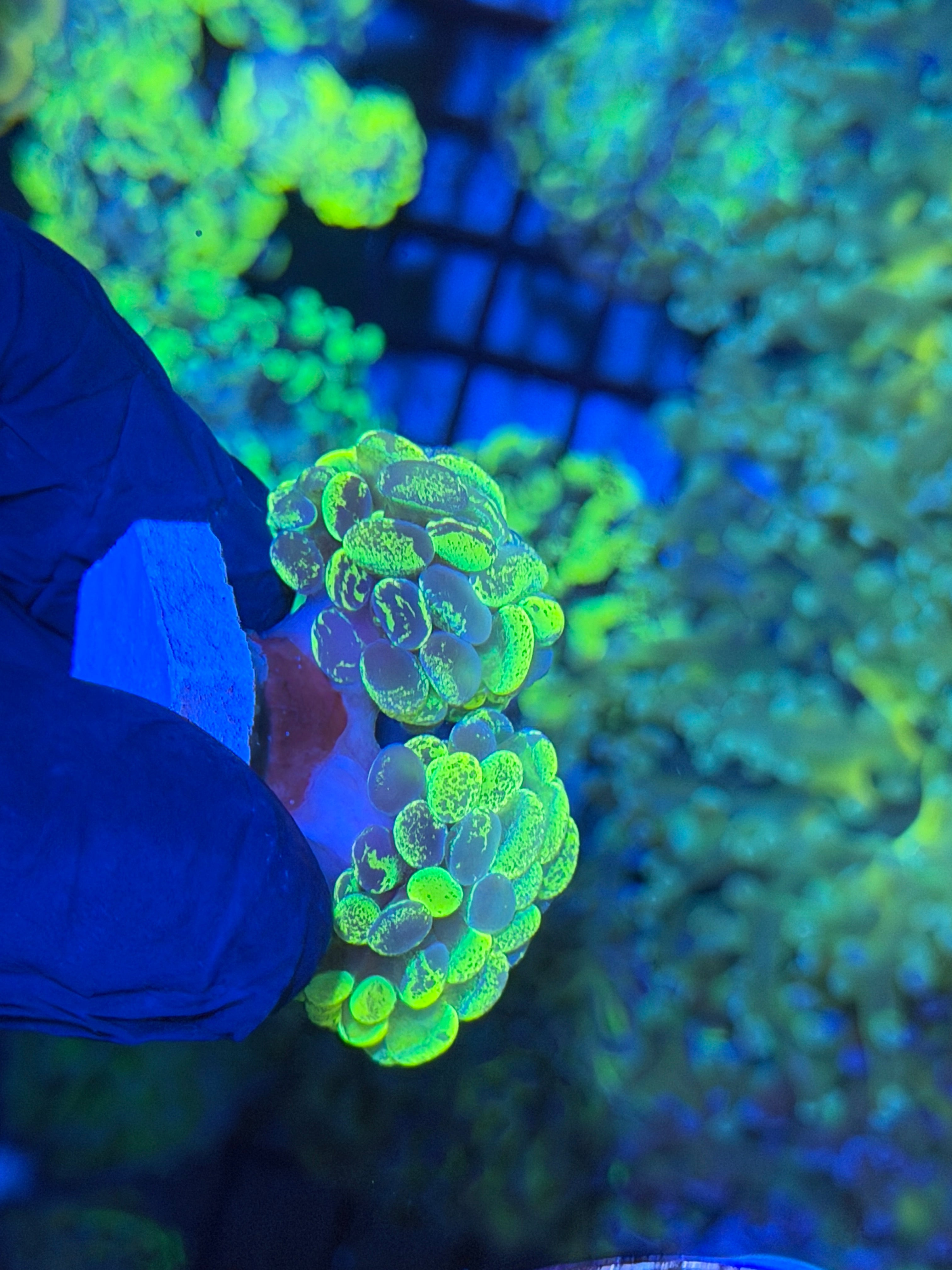 Grafted Splatter Hammer Coral 2 XL Heads 12/1