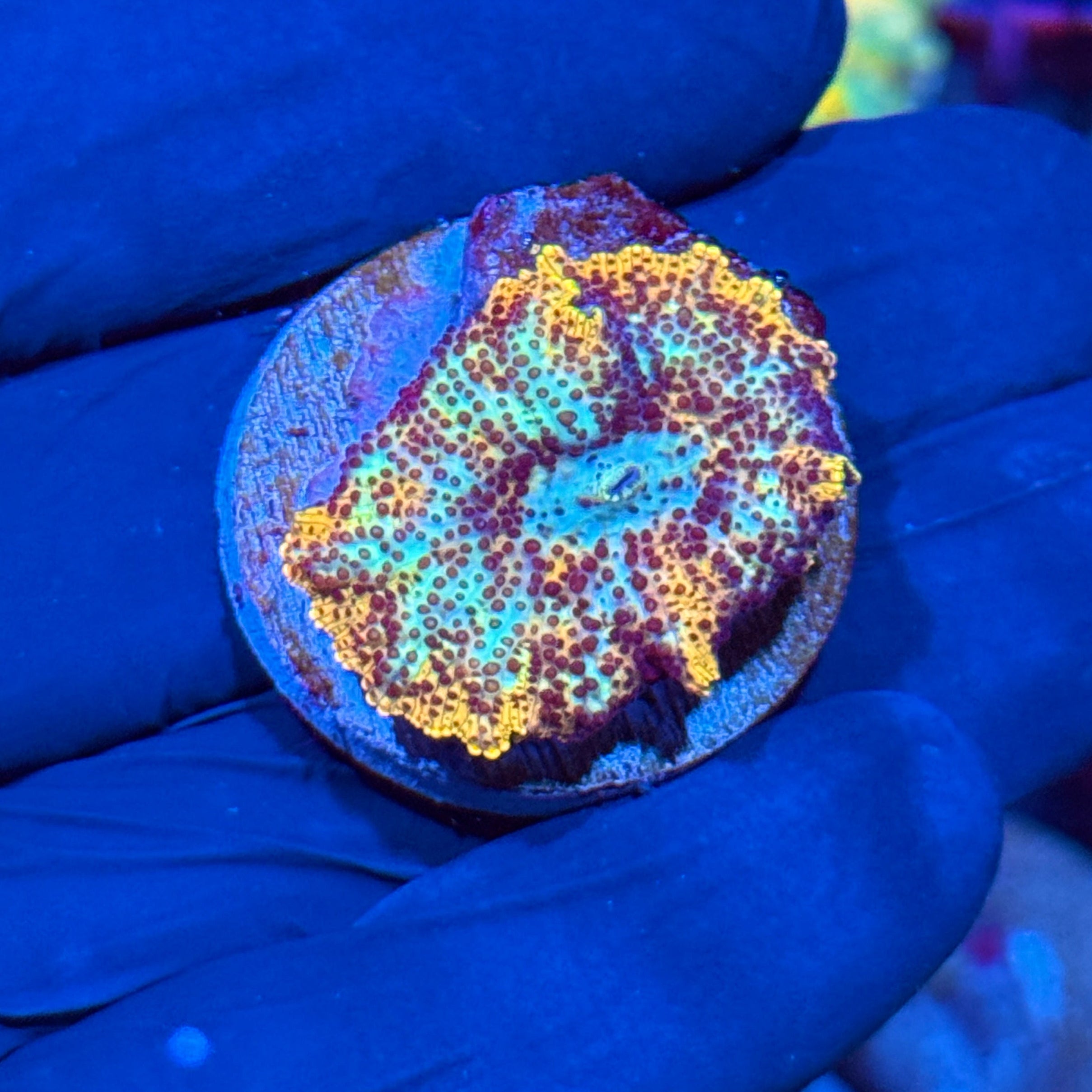JEA Rainbow Discosoma Mushroom Coral