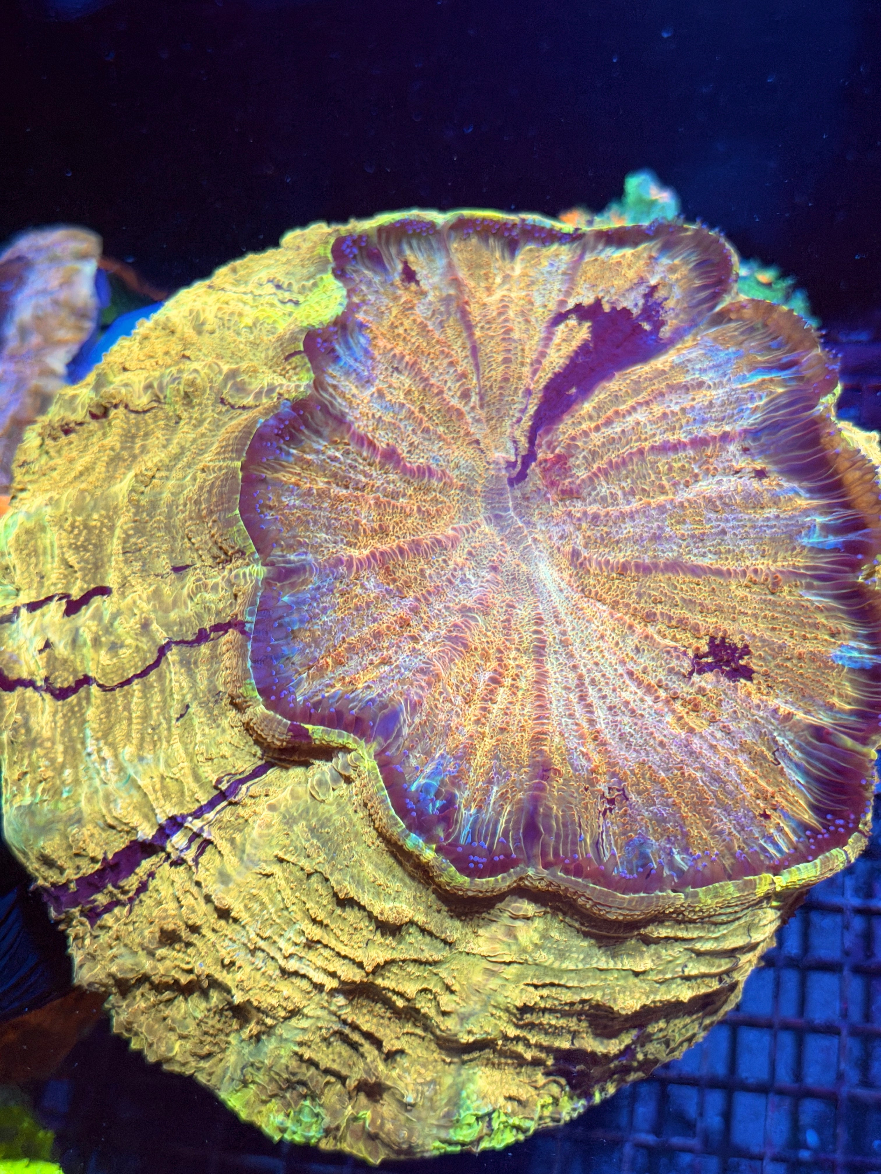 Insane Yellow Striped Acanthophyllia Meat Coral XXXL Show Piece 8/29