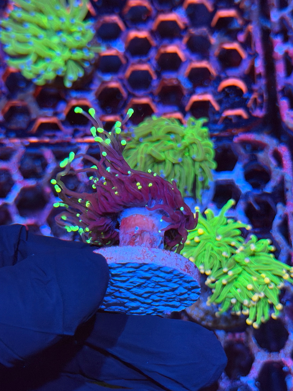JEA Tinkerbell Torch Coral 1 Head 9/22
