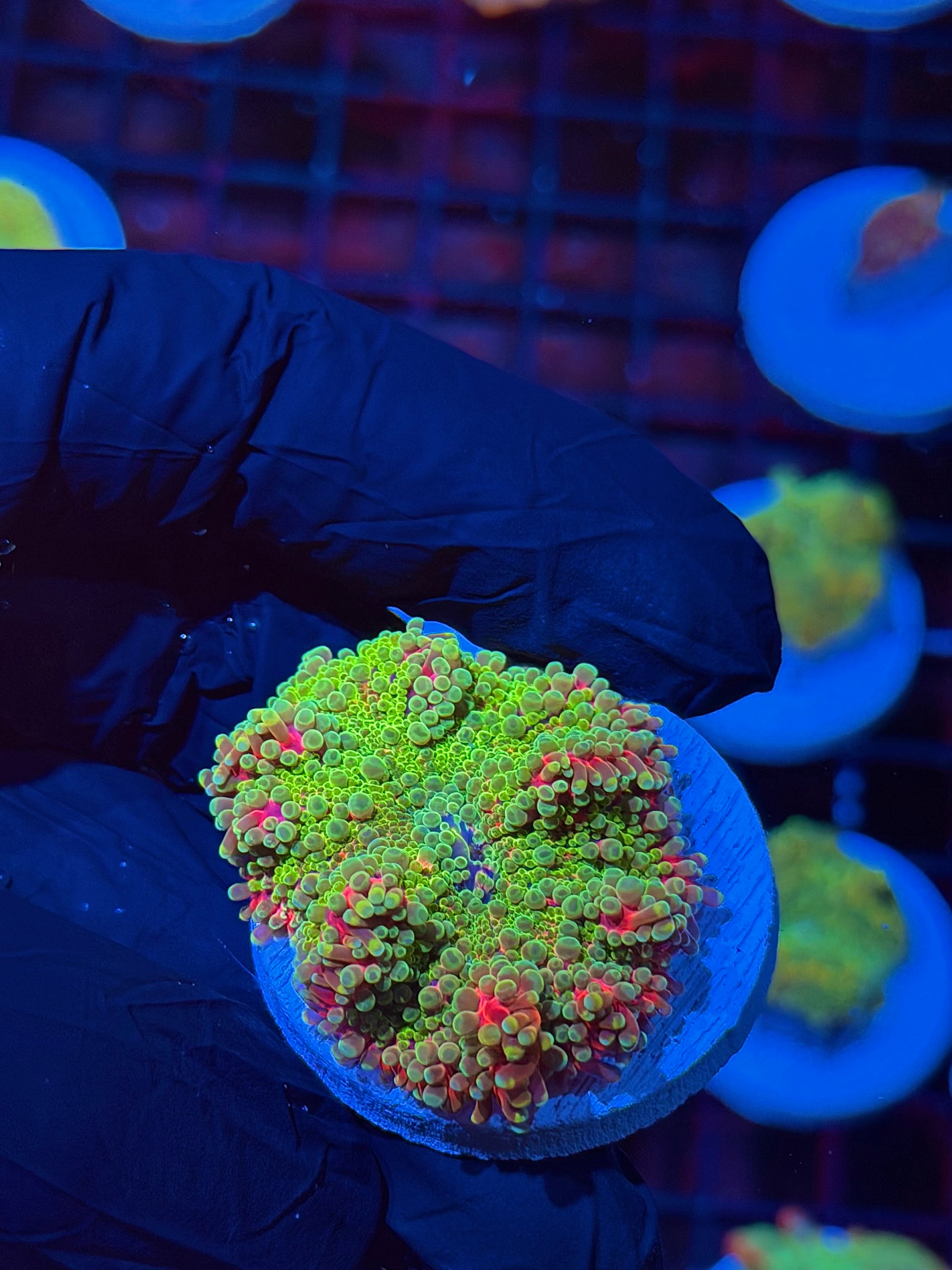 JEA Nuclear Warhead Yuma Mushroom Coral BRIGHT 8/7