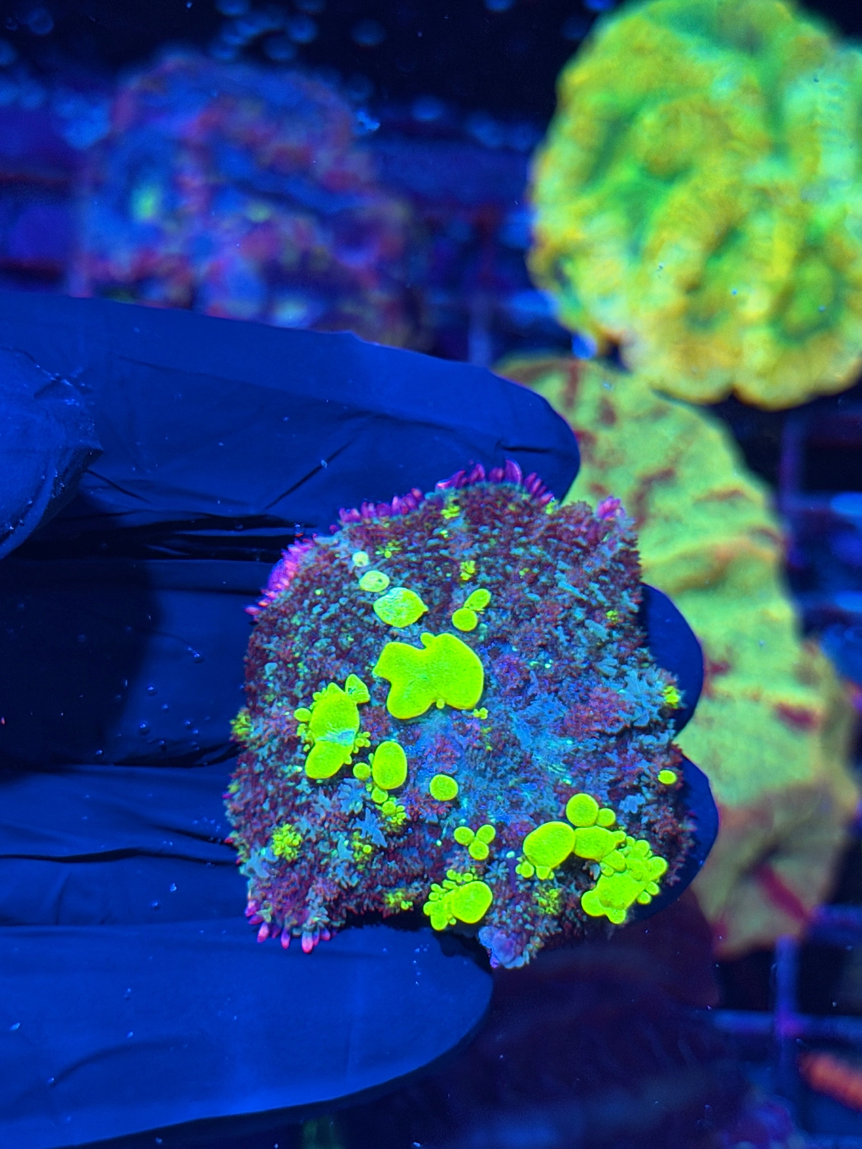 JEA Biohazard Bounce Mushroom Coral XL