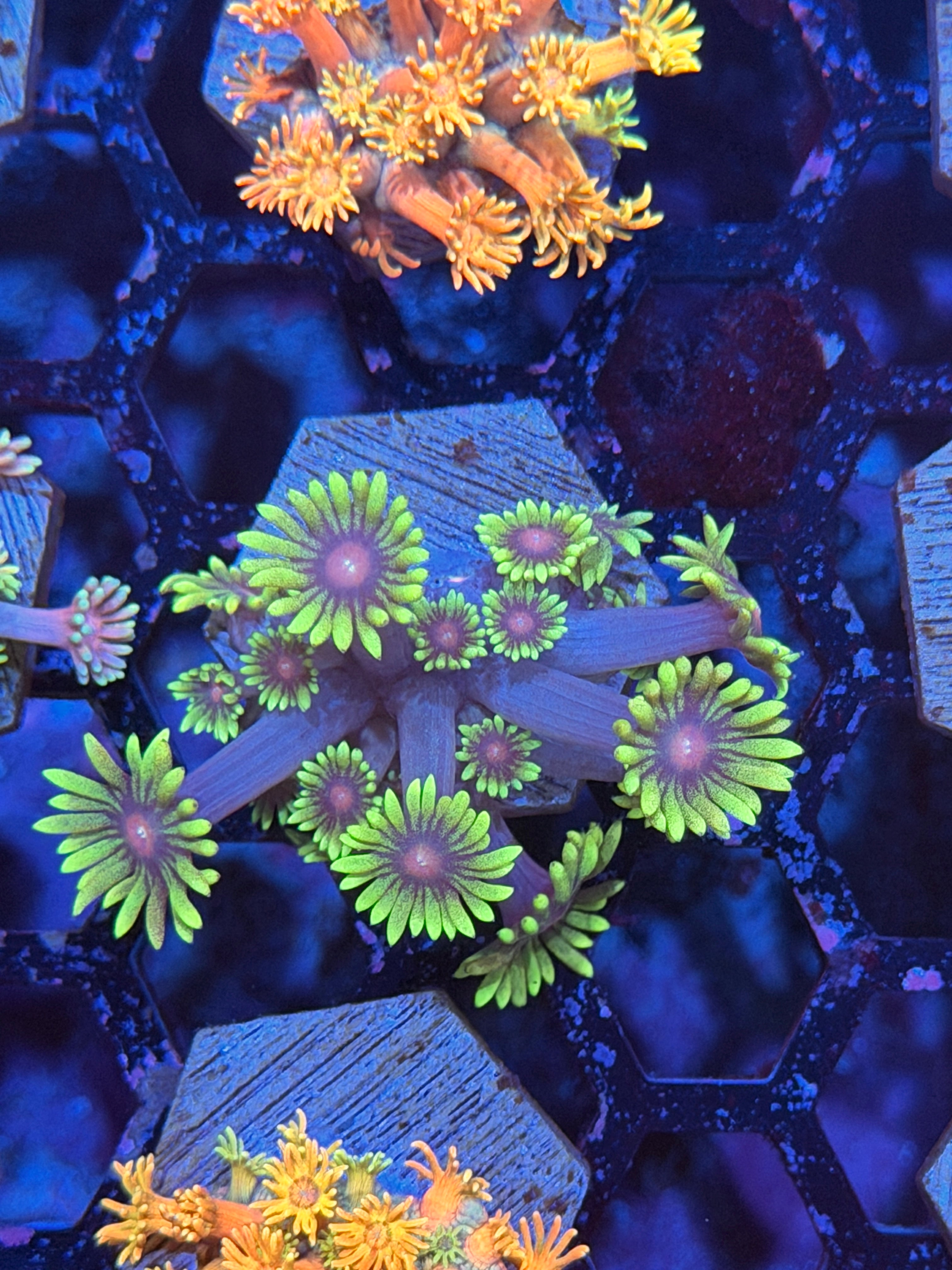 JEA Thanos Goniopora Coral 3/16