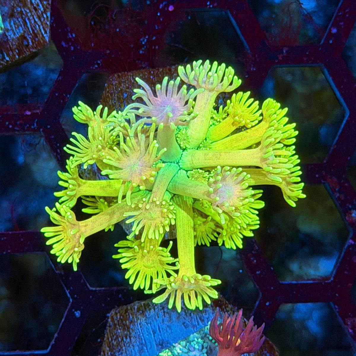 JEA Banana Peel Goniopora Coral 10/21