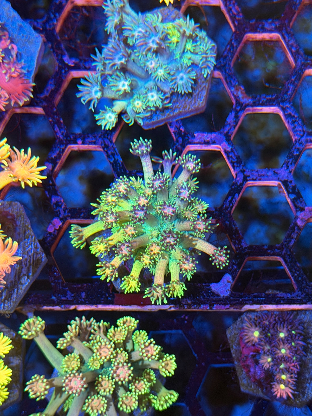 JEA Rainbow Cosmos Goniopora Coral 9/27