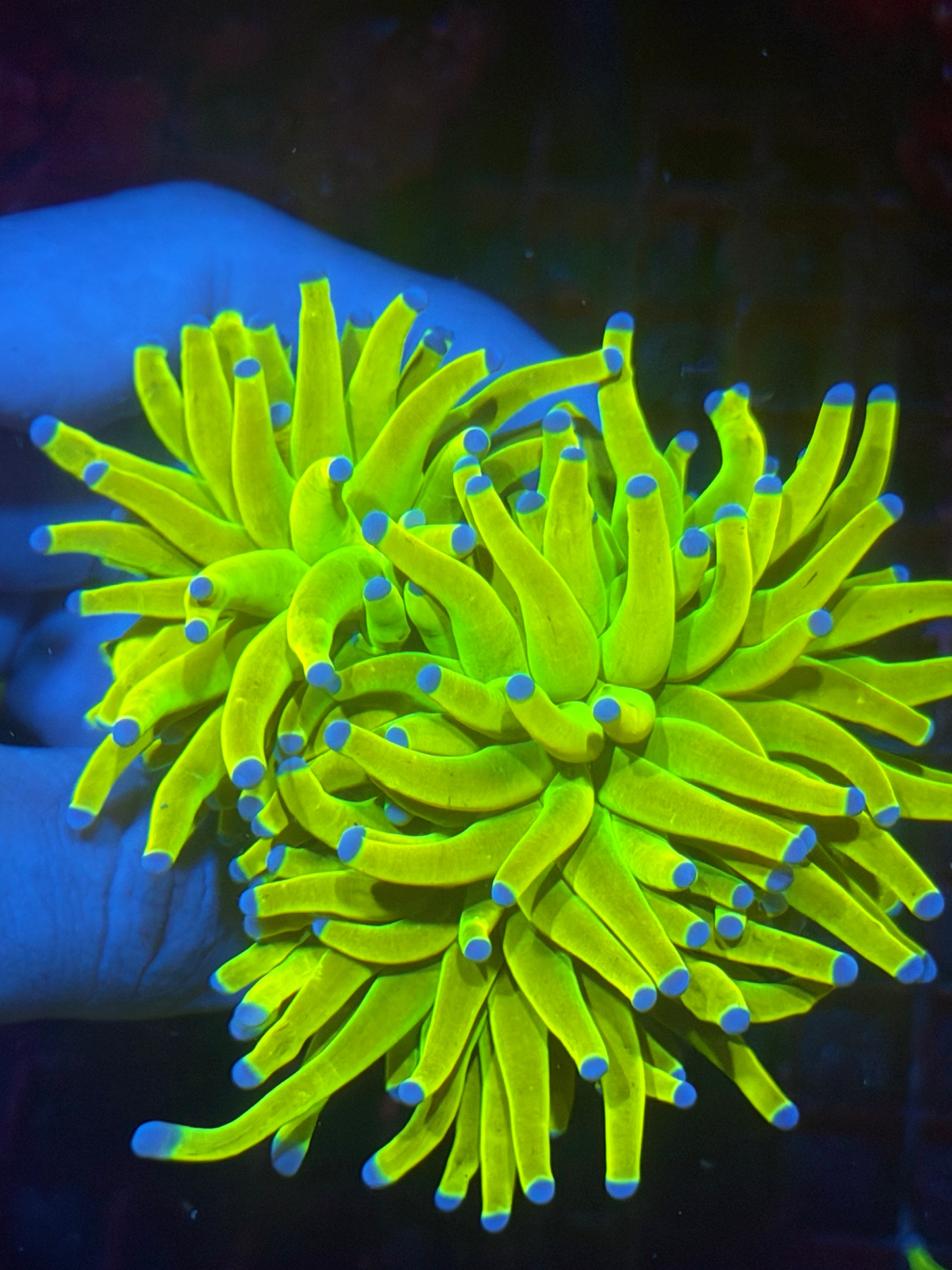 JEA Holy Grail Torch Coral 2 XL Heads 11/3-