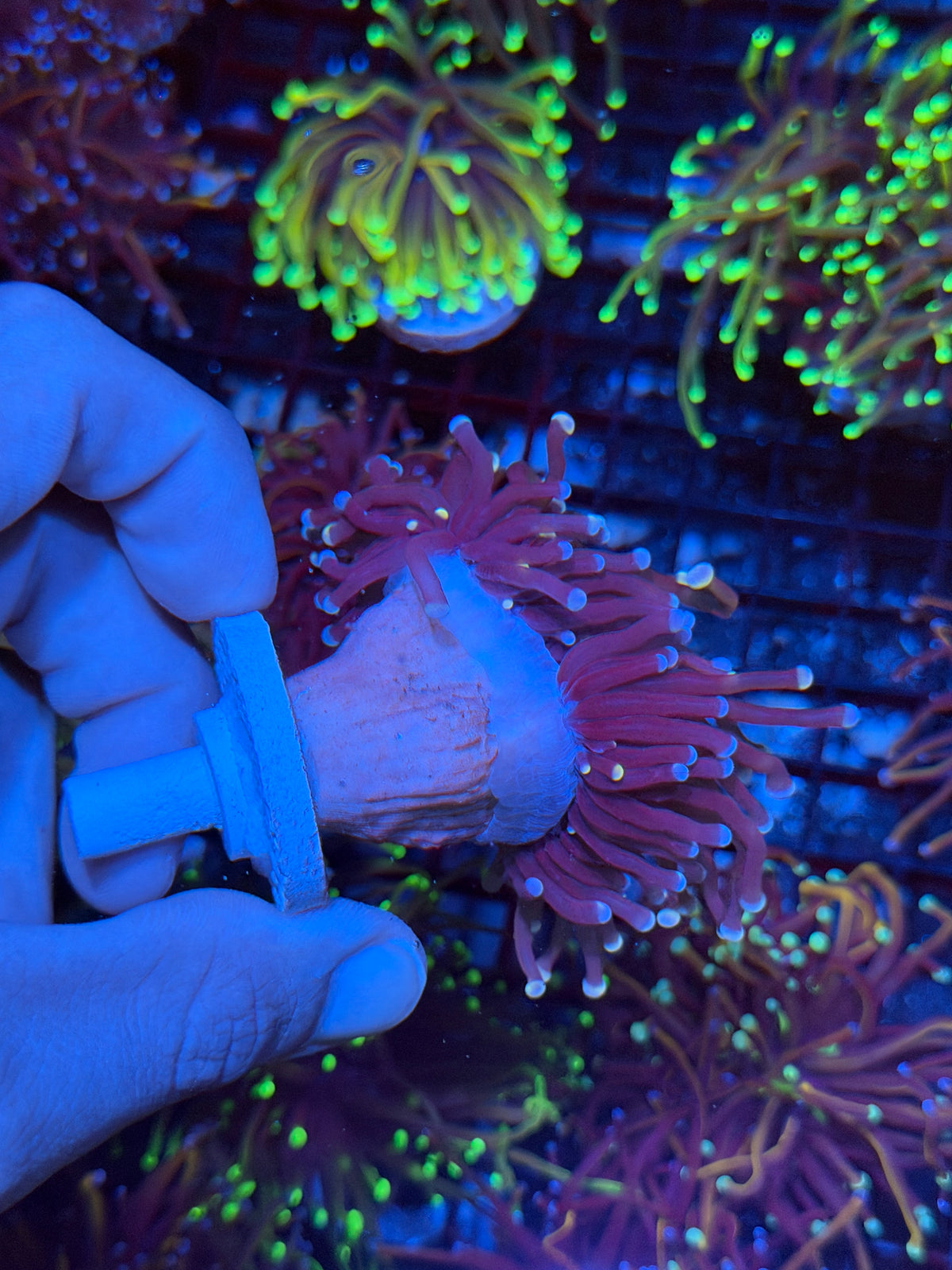 JEA Purple Rain Torch Coral Splitting to 2 Heads XL 9/22